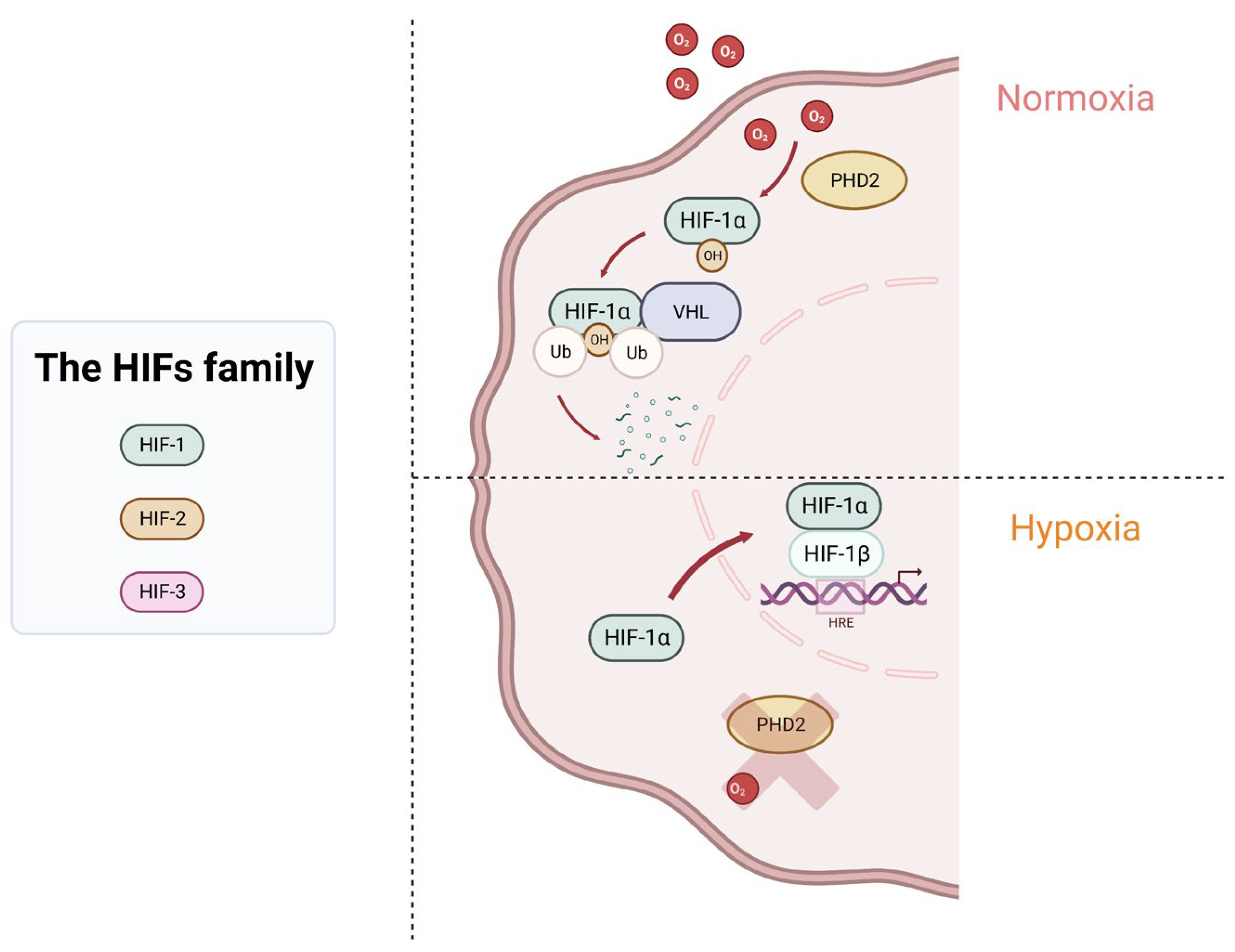 Cells 12 01787 g003 Cells 12 01787 g003