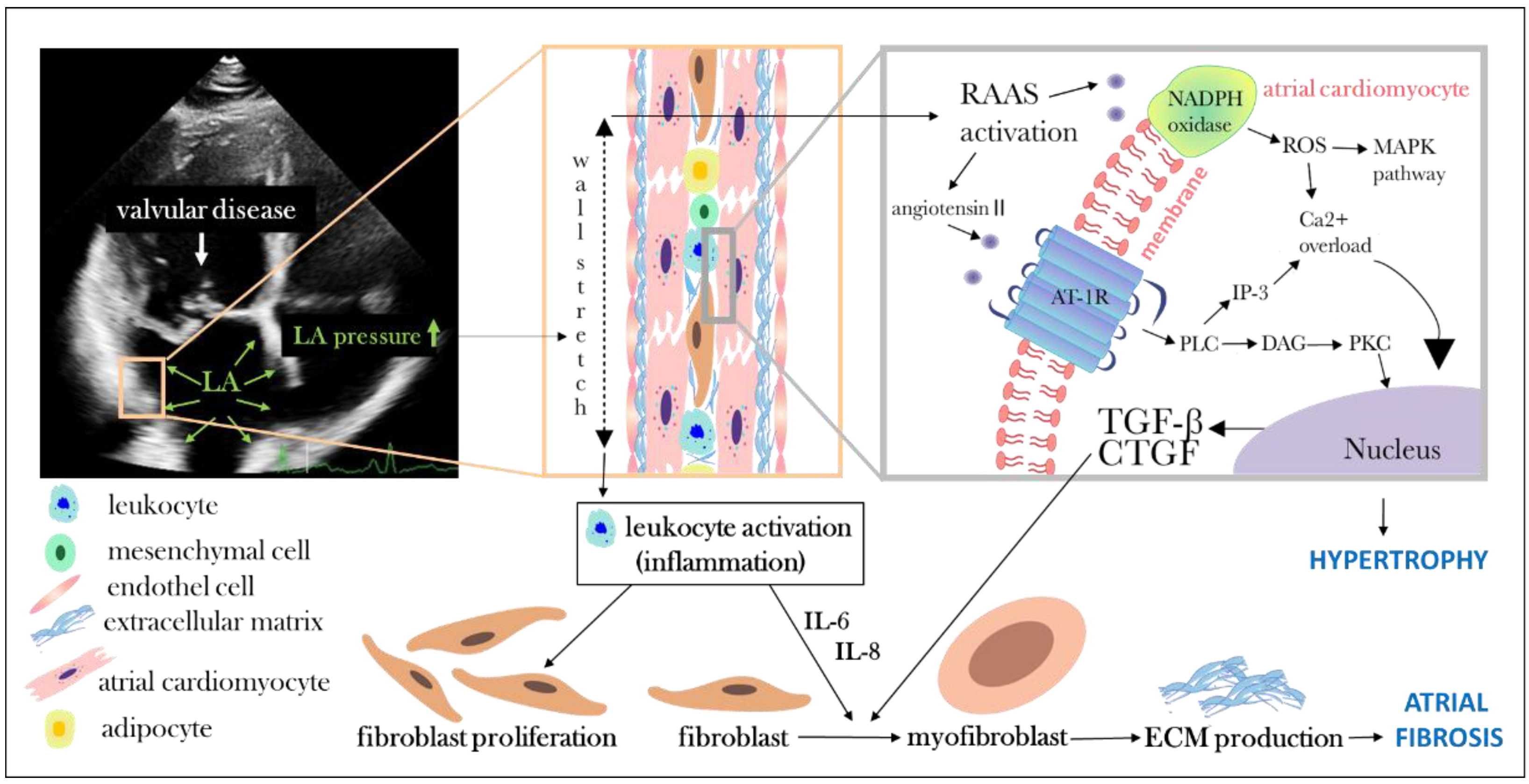 Cells 12 01796 g002 Cells 12 01796 g002
