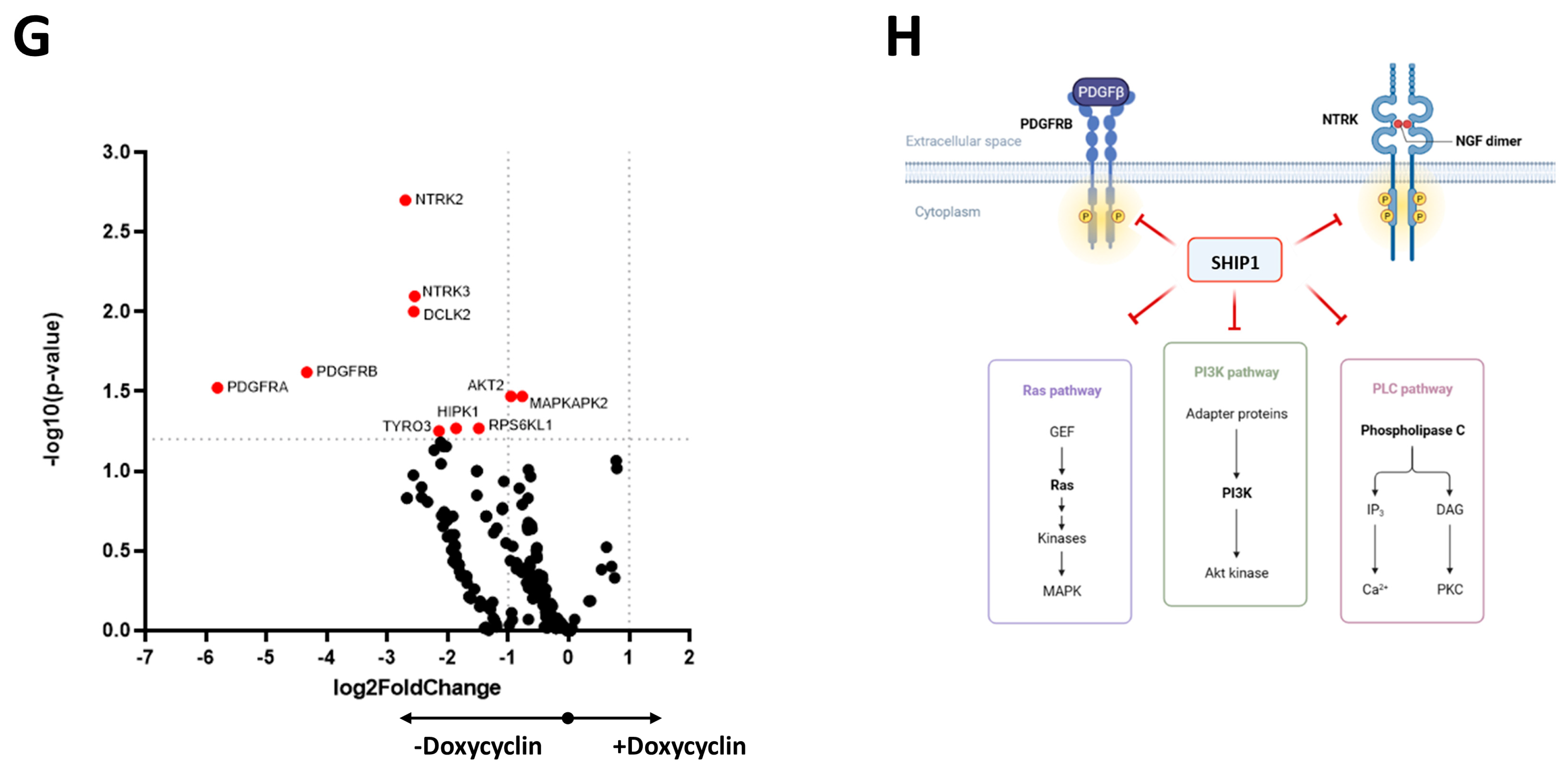 Cells 12 01798 g002c Cells 12 01798 g002c