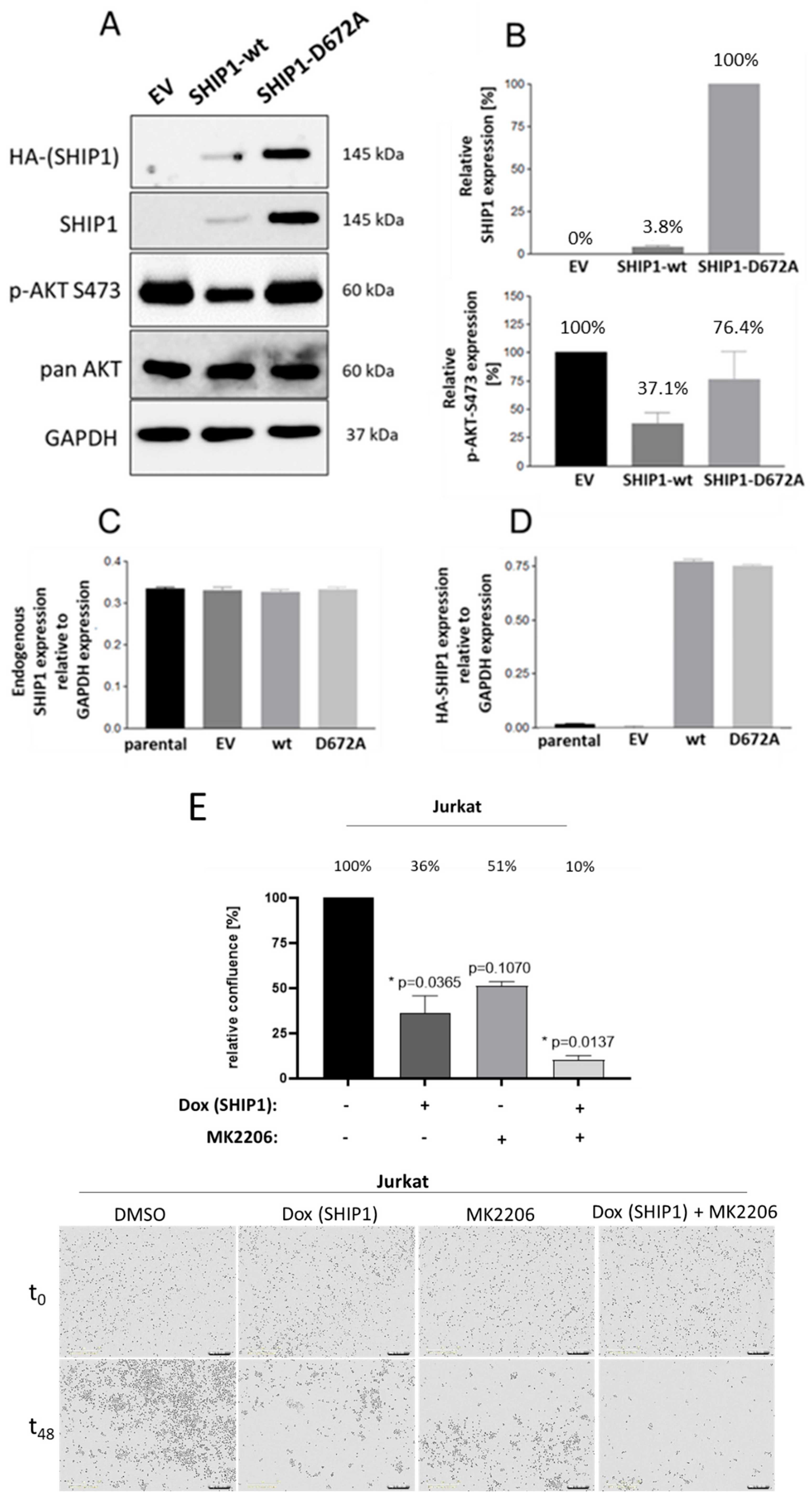 Cells 12 01798 g004 Cells 12 01798 g004