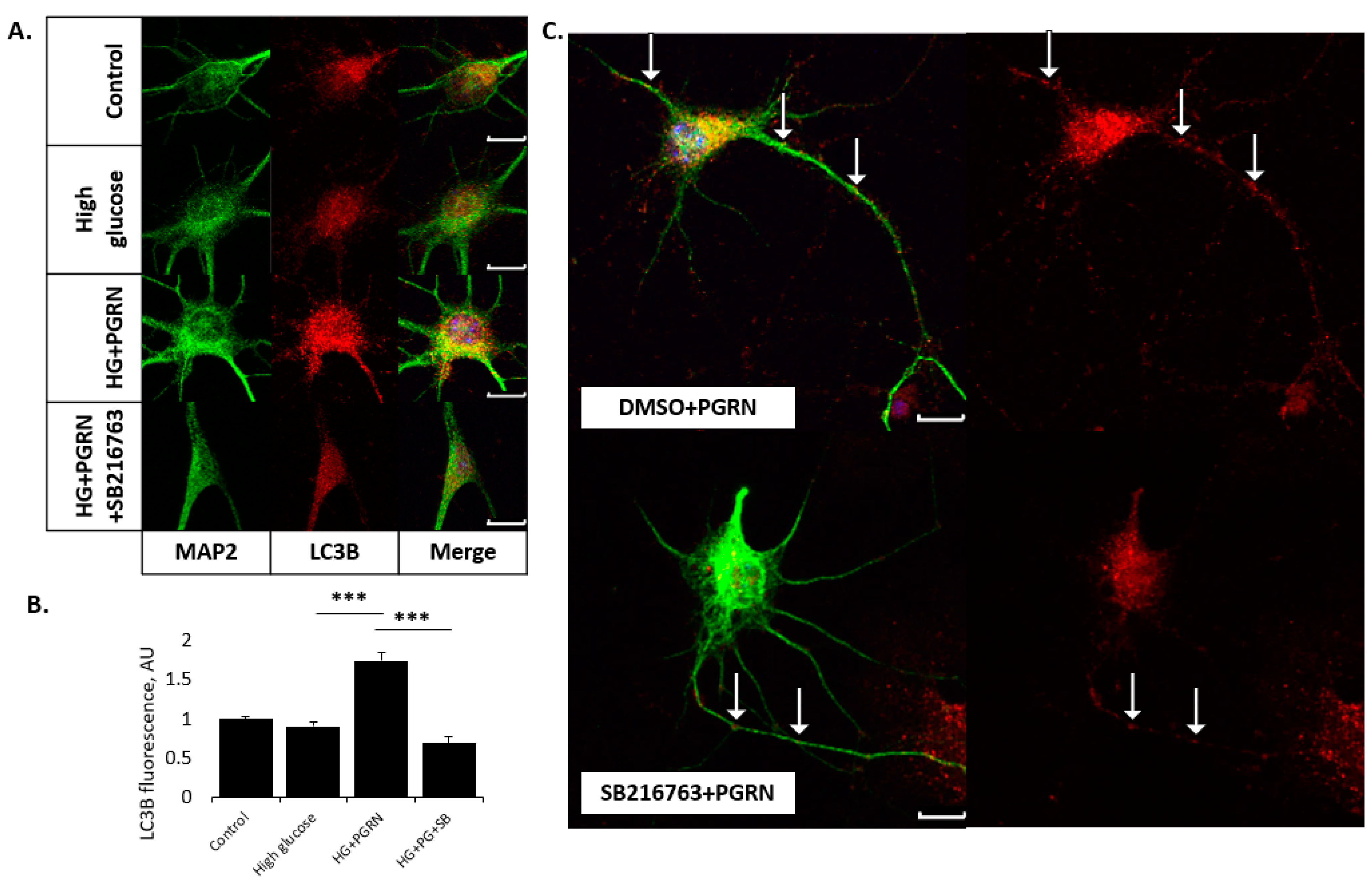 Cells 12 01803 g003 Cells 12 01803 g003