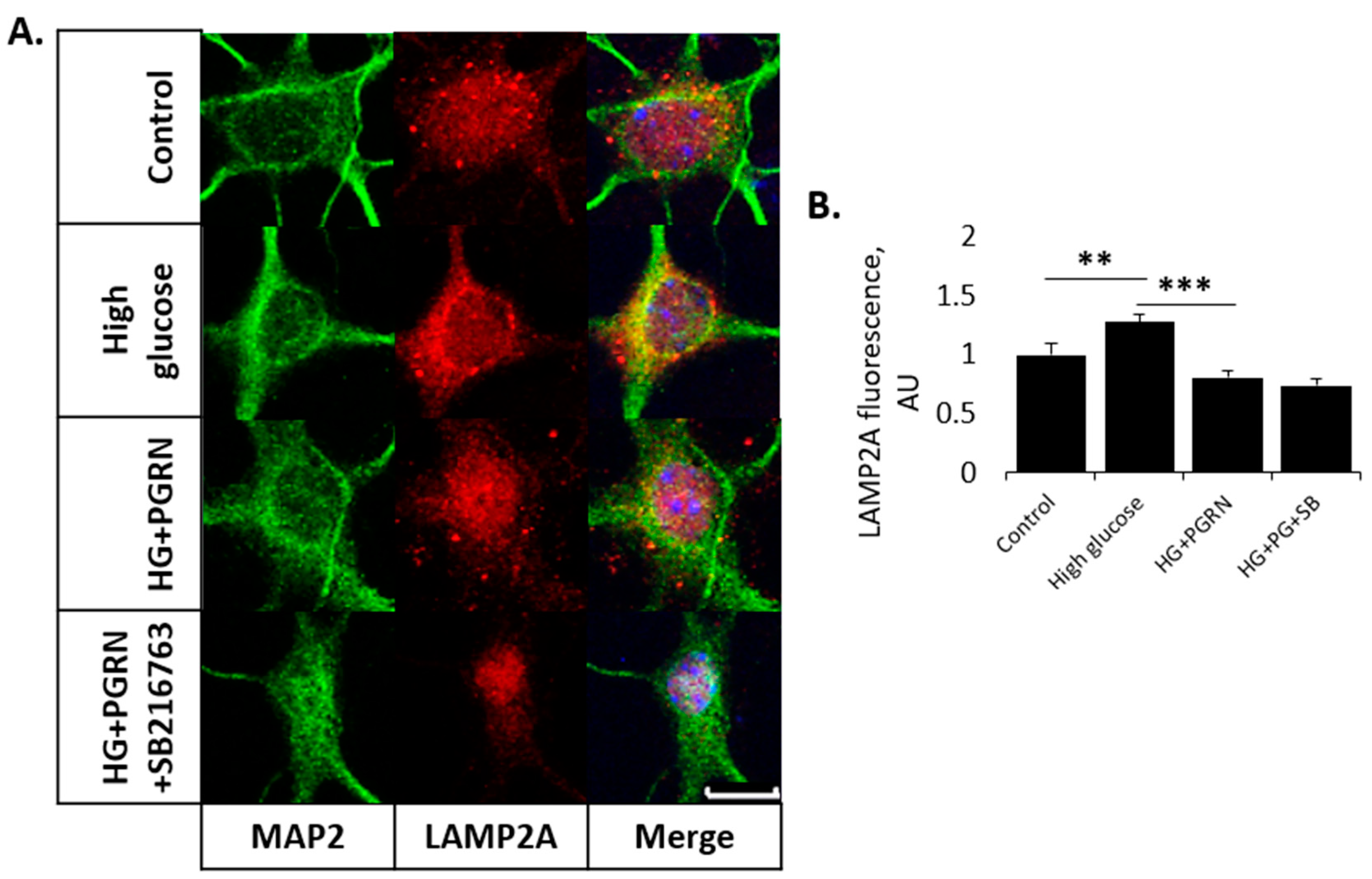 Cells 12 01803 g004 Cells 12 01803 g004