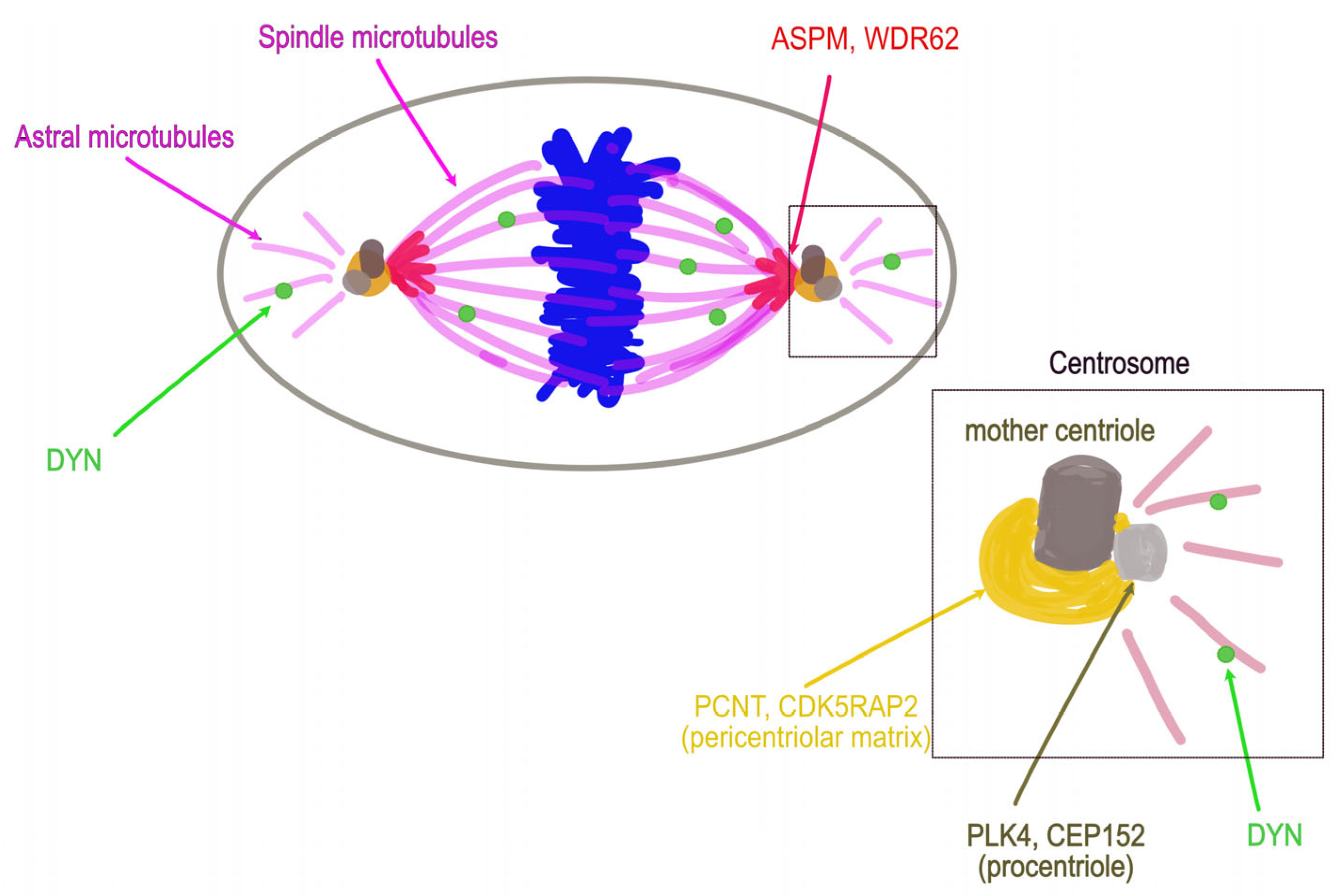 Cells 12 01807 g003 Cells 12 01807 g003
