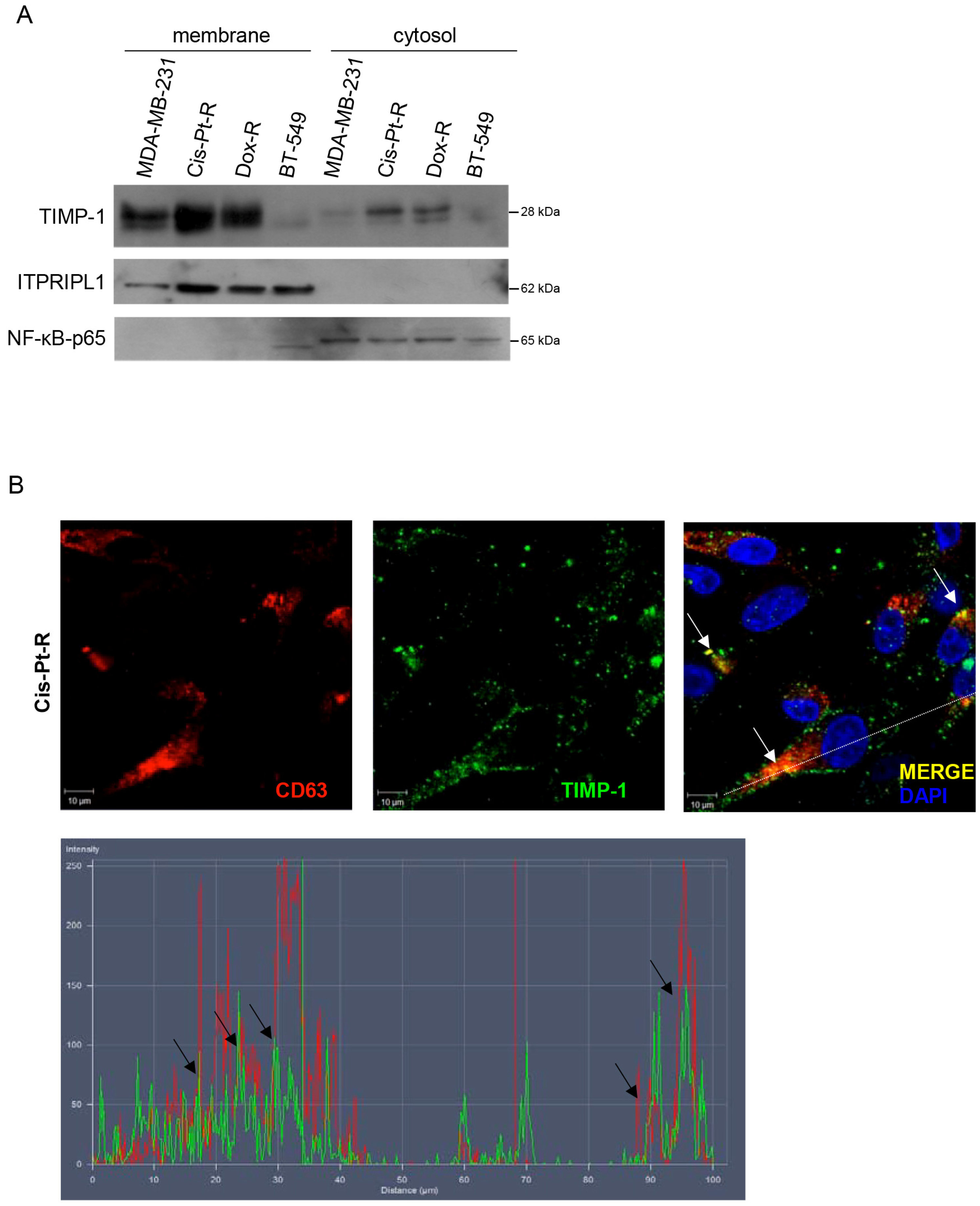 Cells 12 01809 g006a Cells 12 01809 g006a