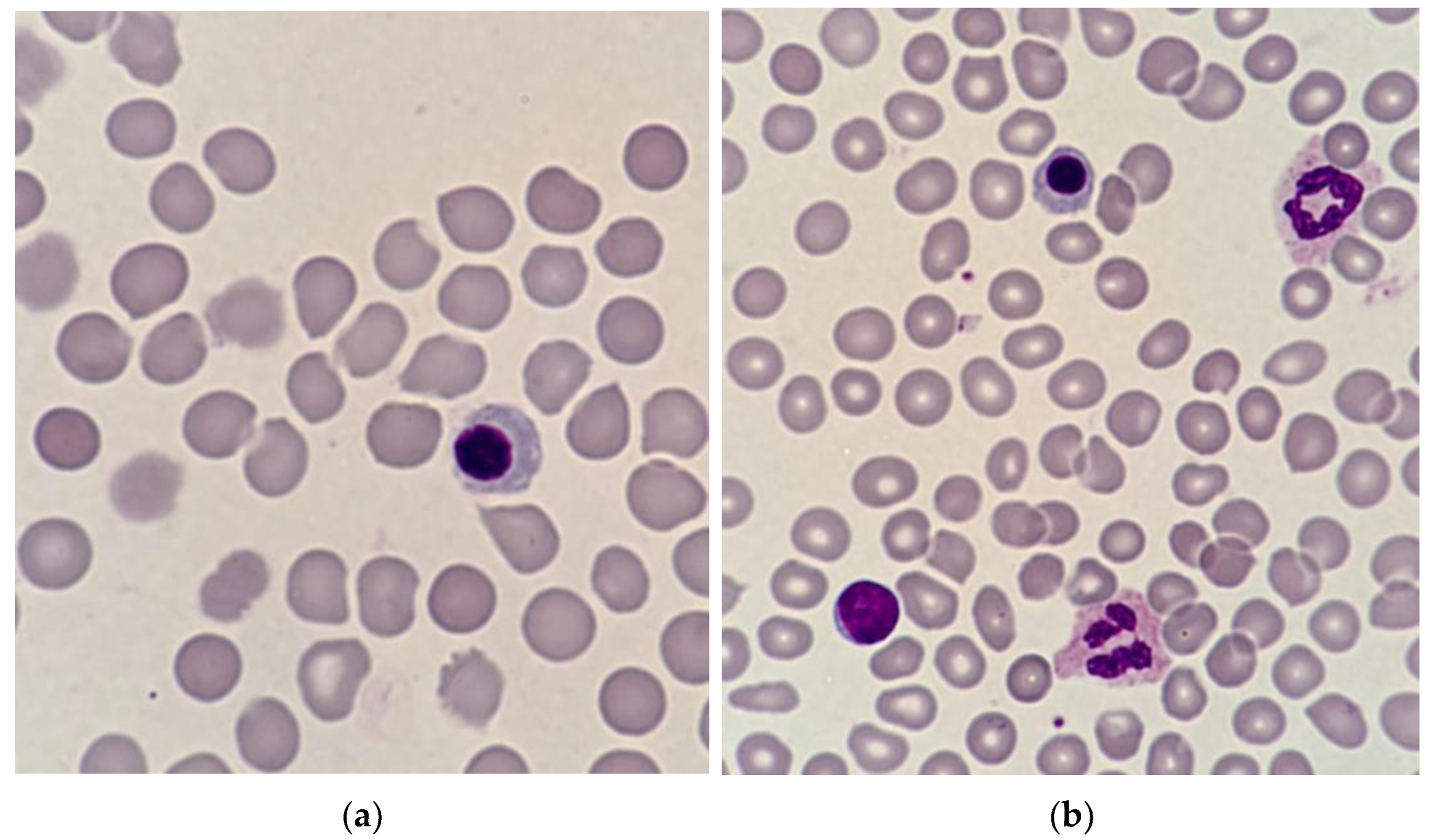 Cells 12 01817 g001