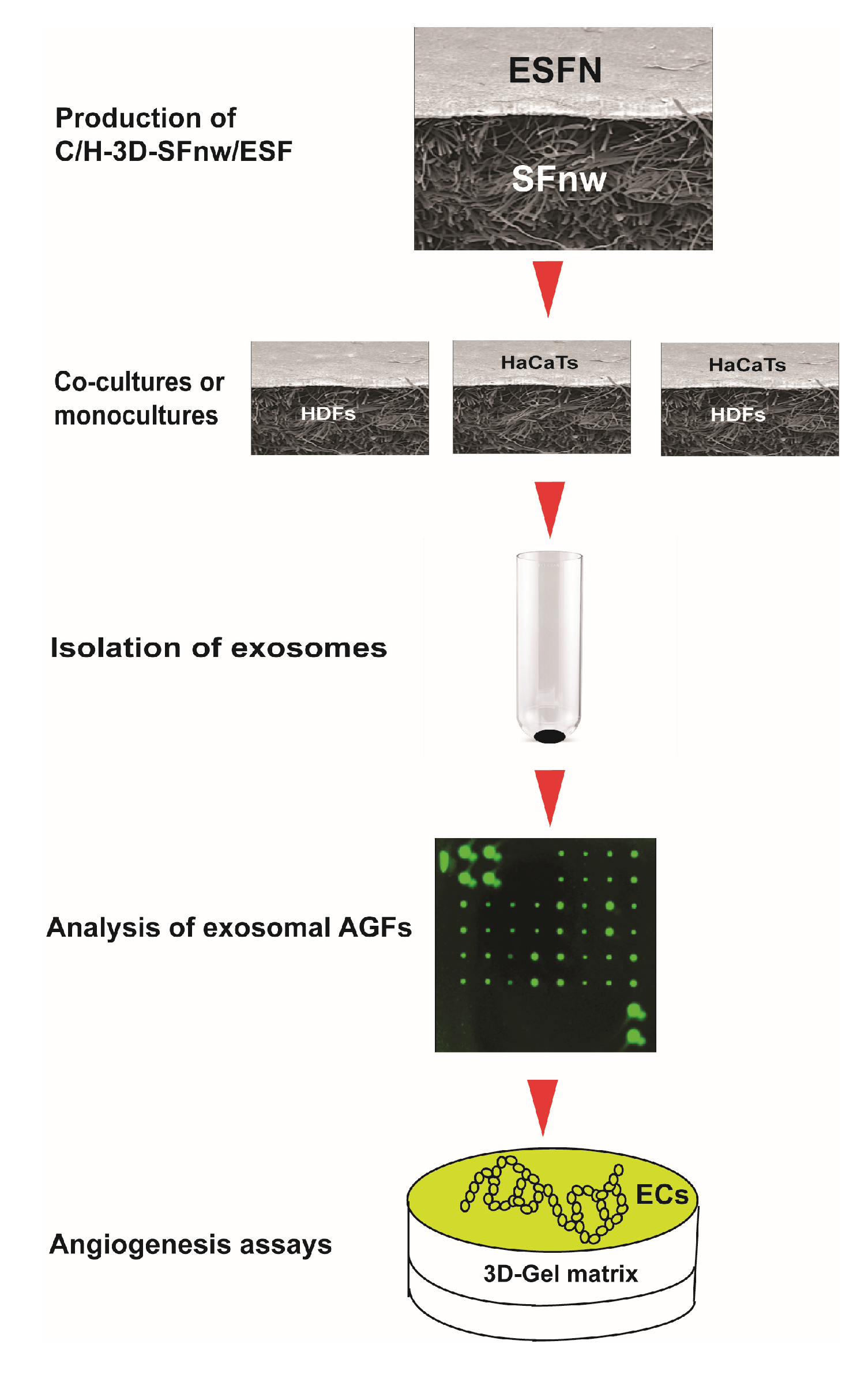 Cells 12 01827 g001 Cells 12 01827 g001
