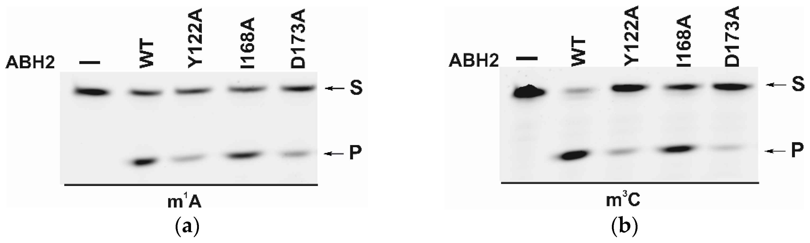 Cells 12 01839 g009a Cells 12 01839 g009a