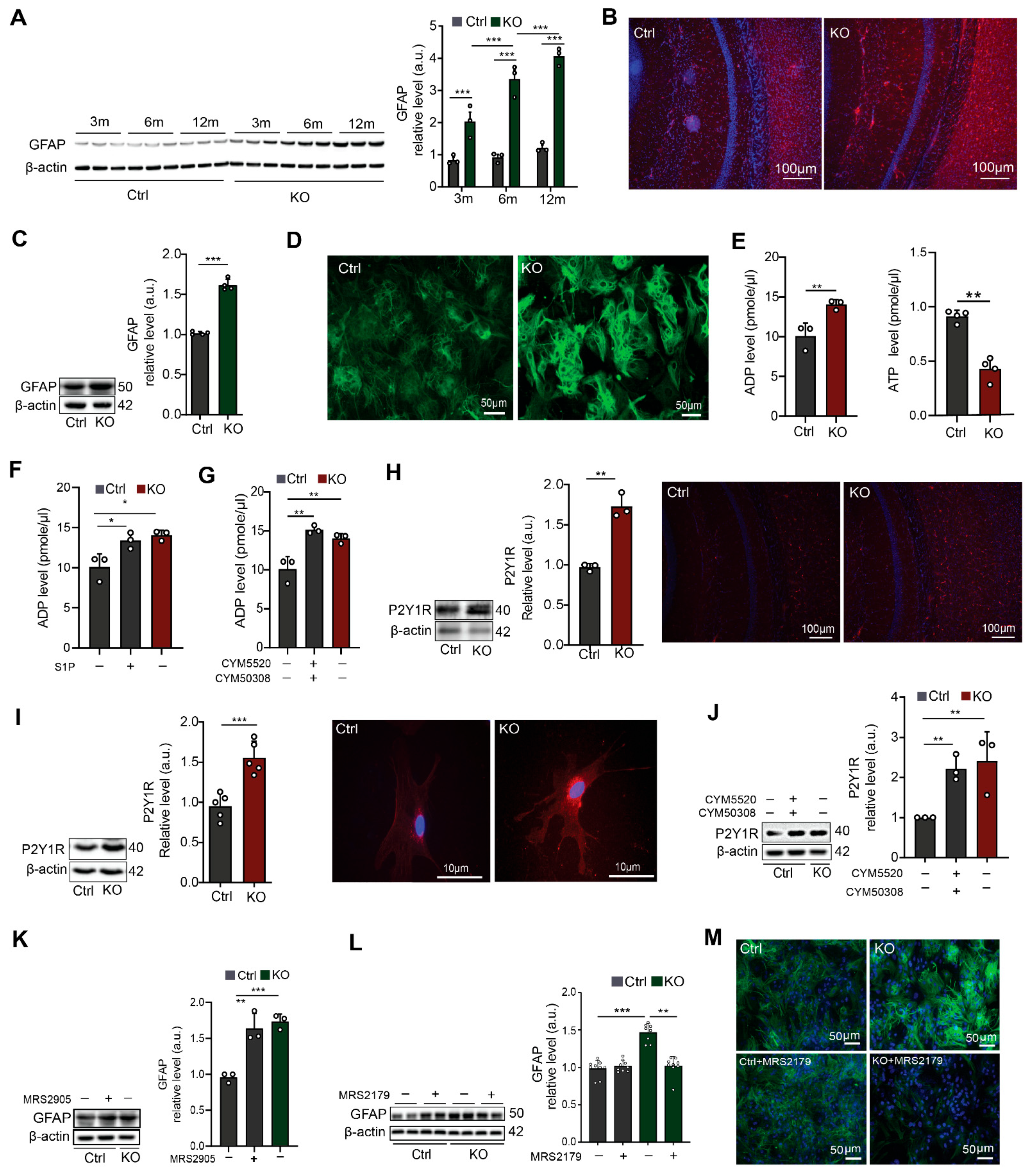 Cells 12 01844 g001 Cells 12 01844 g001