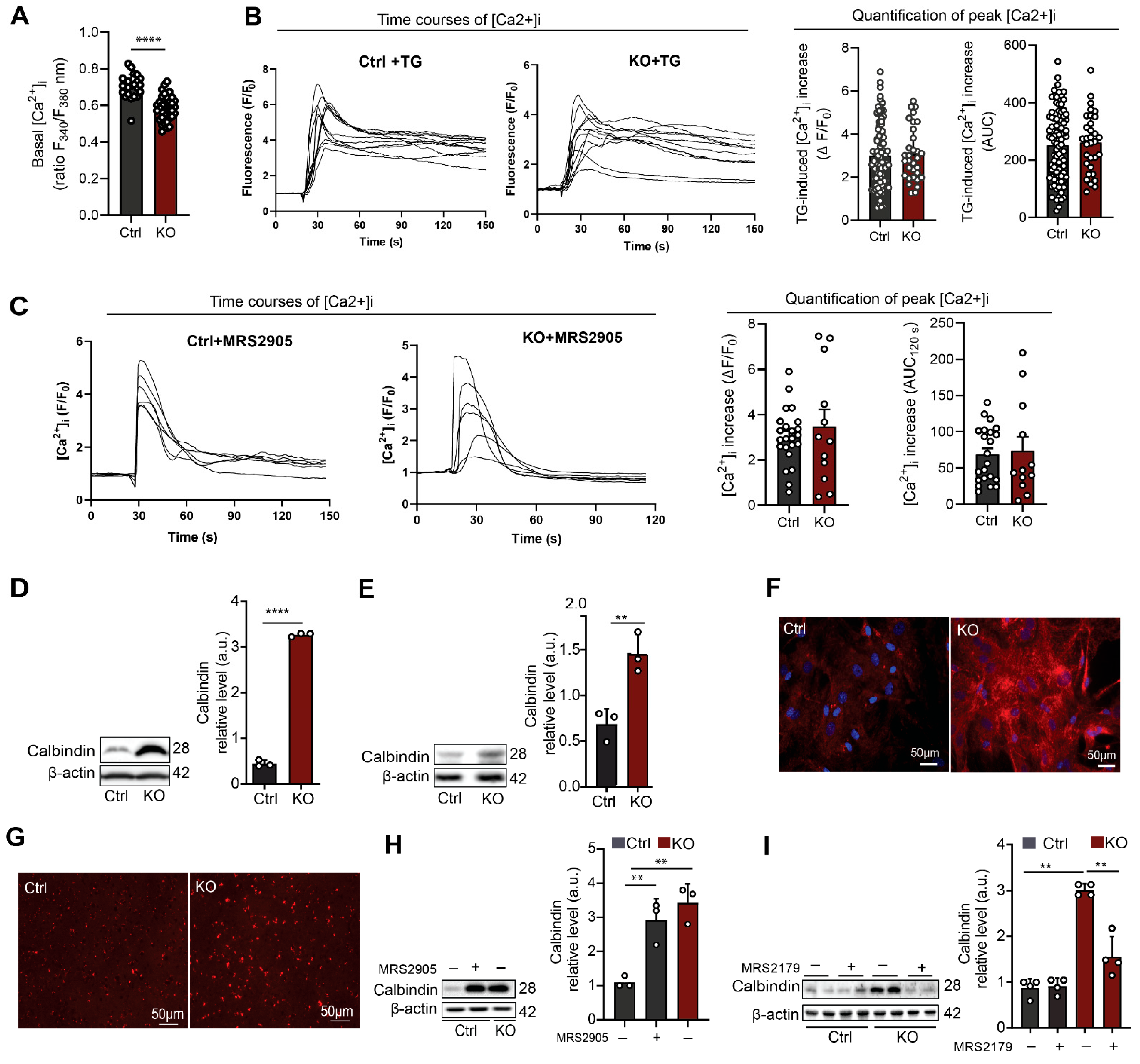 Cells 12 01844 g002 Cells 12 01844 g002