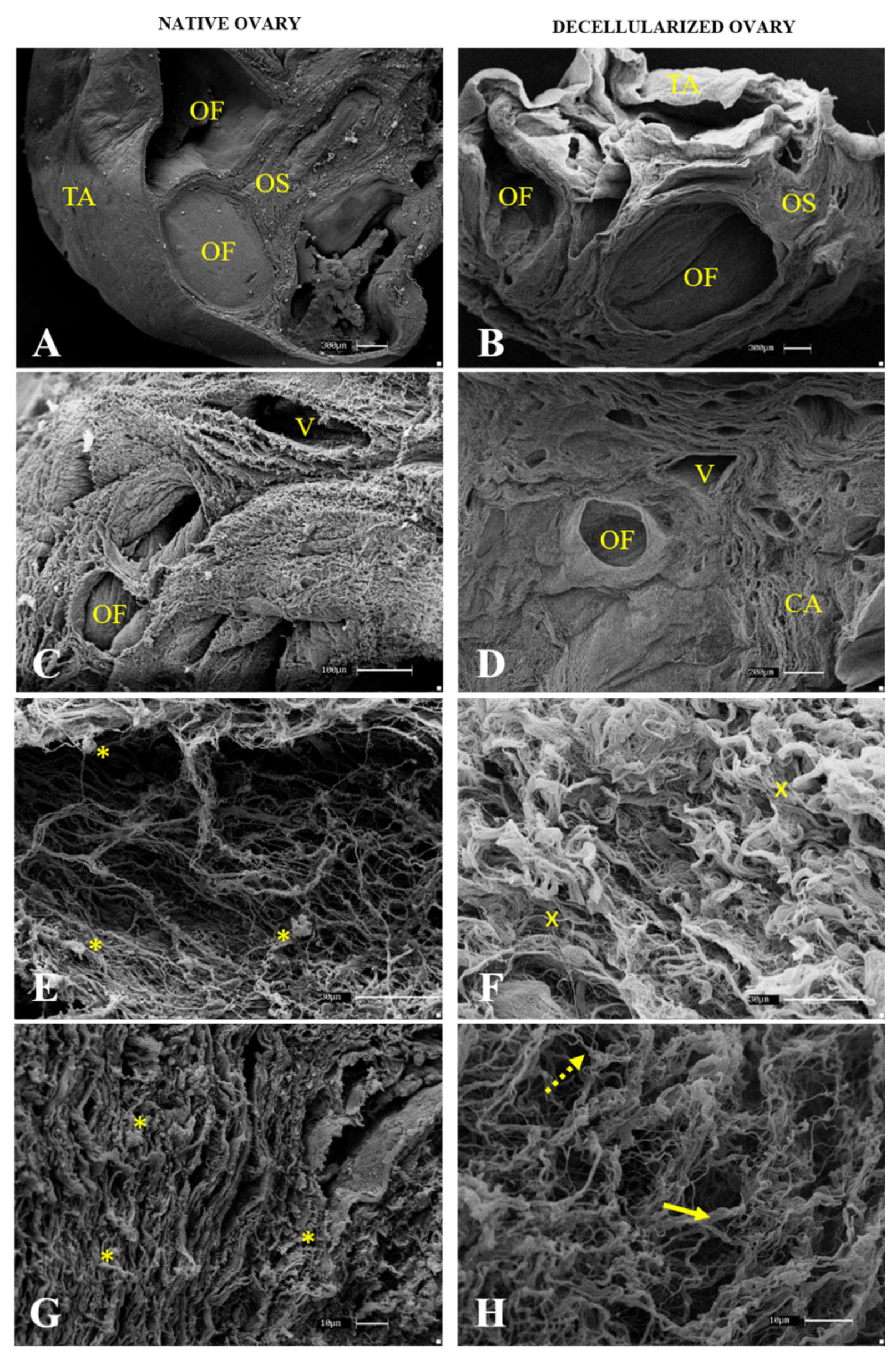 Cells 12 01864 g005 Cells 12 01864 g005