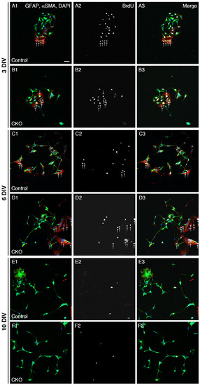 Cells 12 01867 g001a Cells 12 01867 g001a