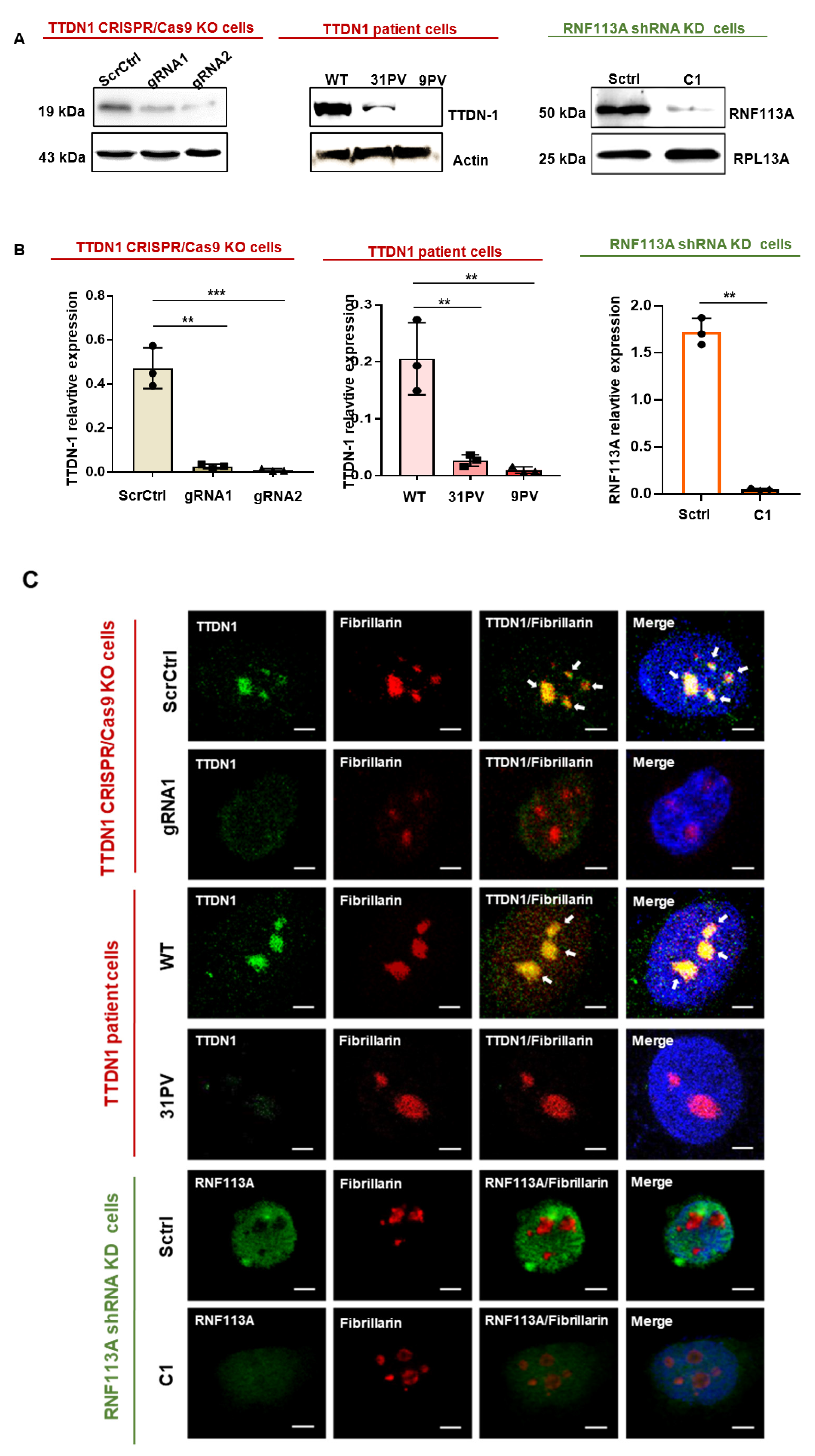 Cells 12 01877 g001 Cells 12 01877 g001