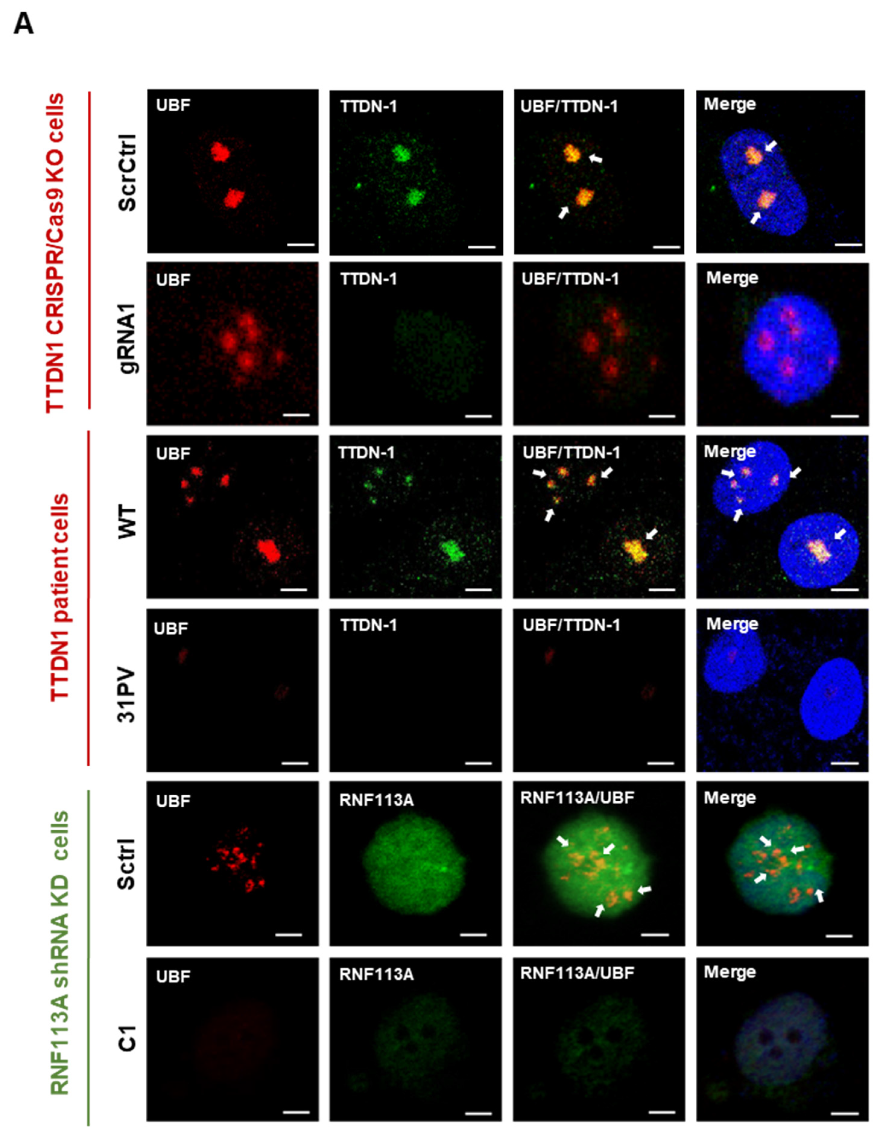 Cells 12 01877 g002a Cells 12 01877 g002a