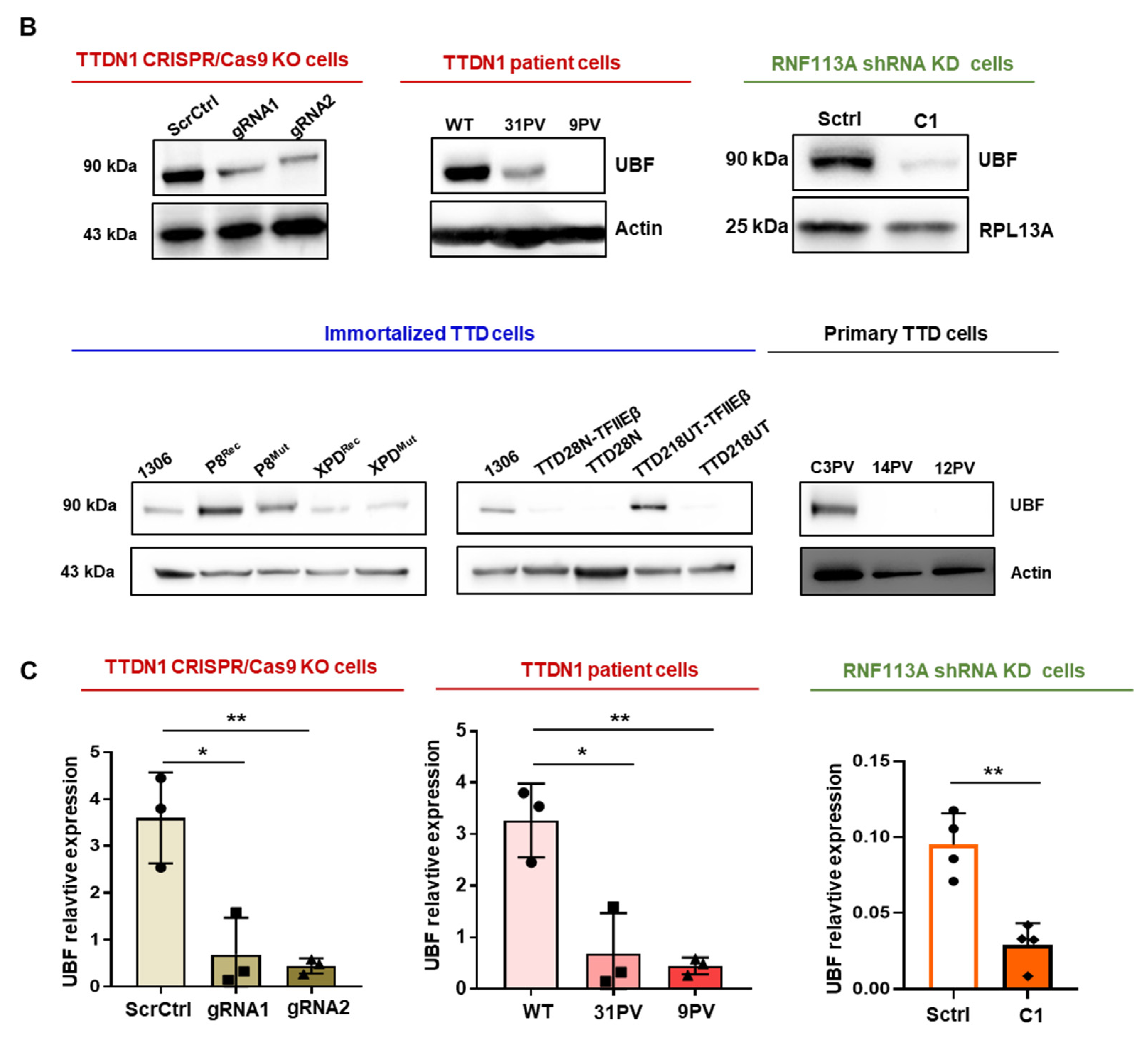 Cells 12 01877 g002b Cells 12 01877 g002b