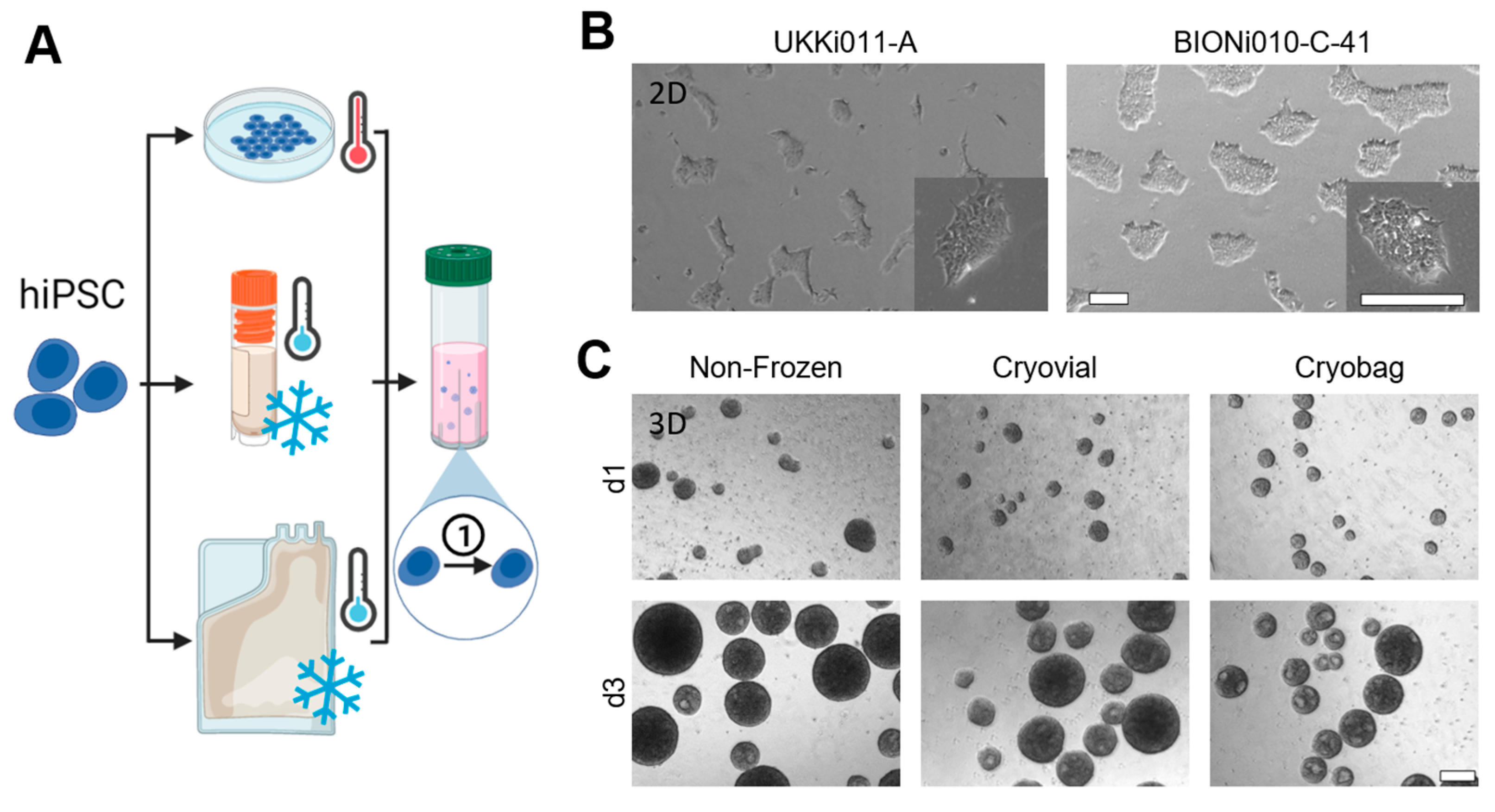 Cells 12 01914 g001