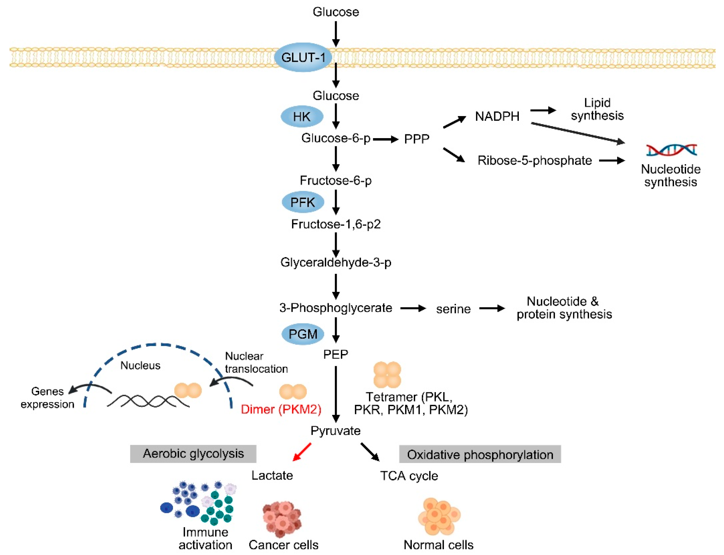 Cells 12 01930 g001 Cells 12 01930 g001