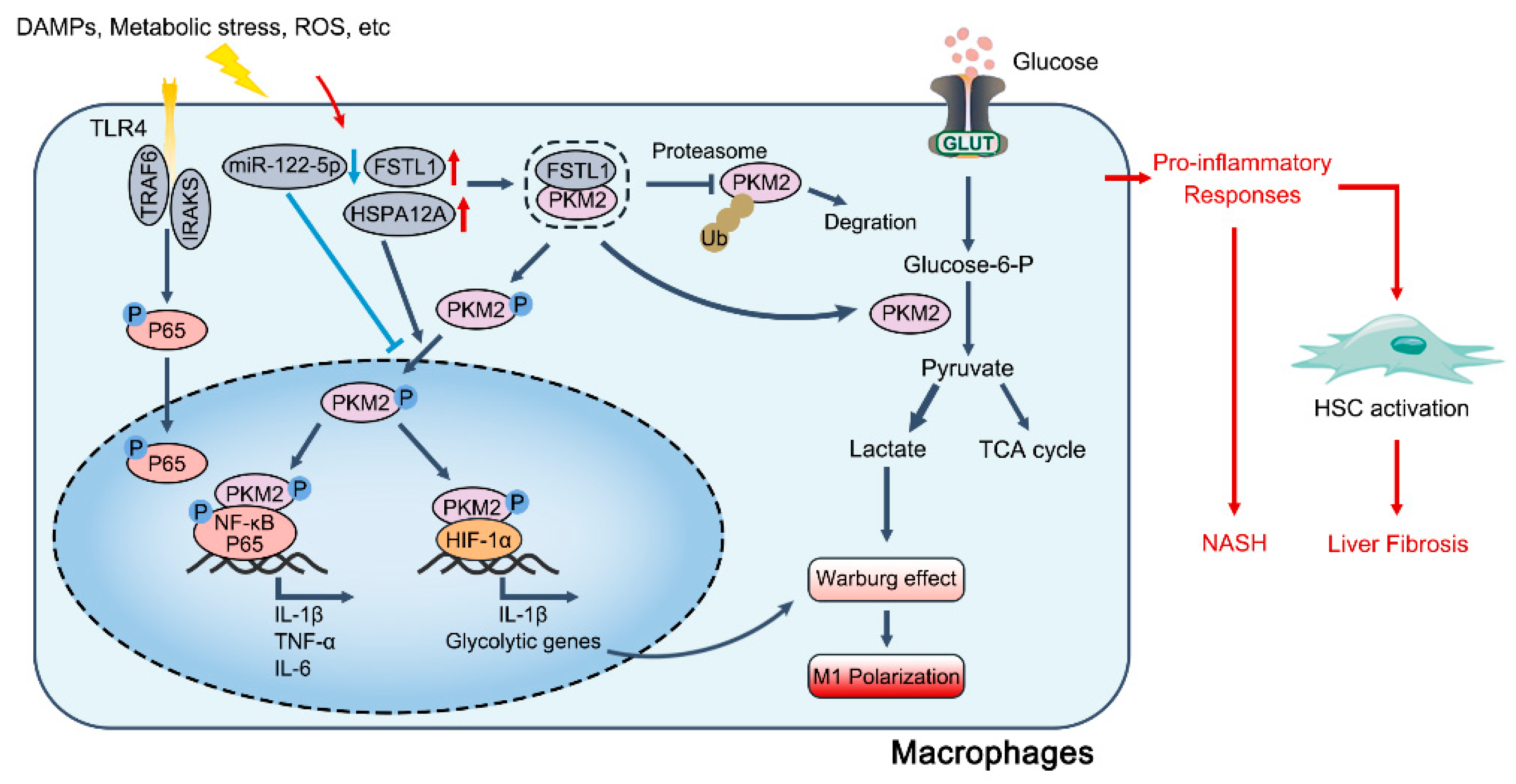 Cells 12 01930 g002 Cells 12 01930 g002