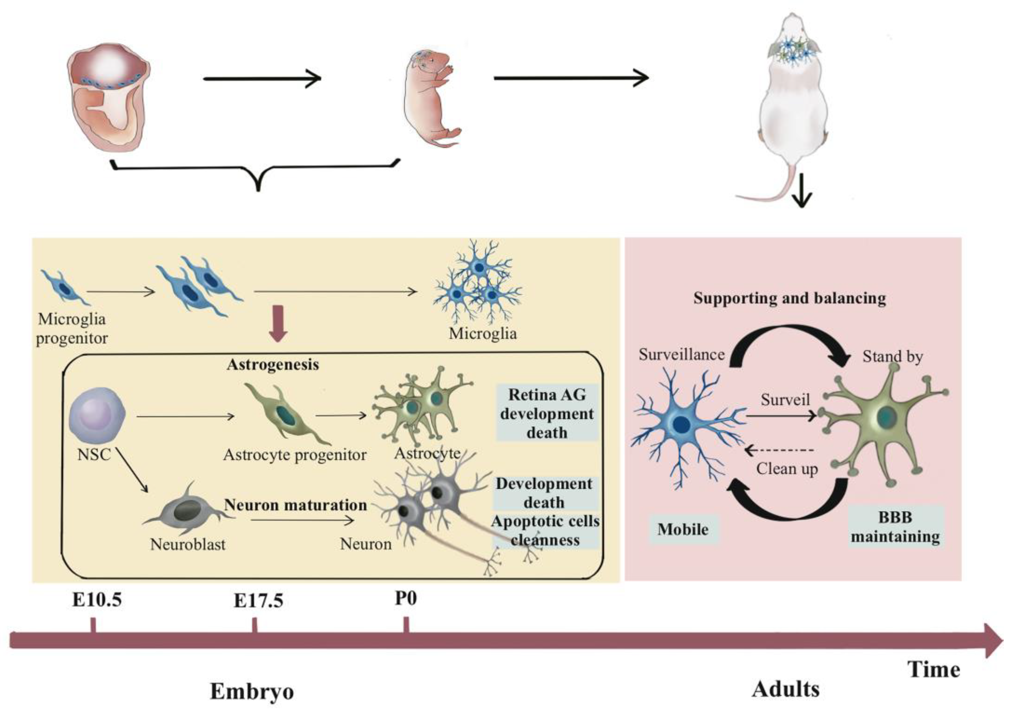 Cells 12 01942 g001 Cells 12 01942 g001
