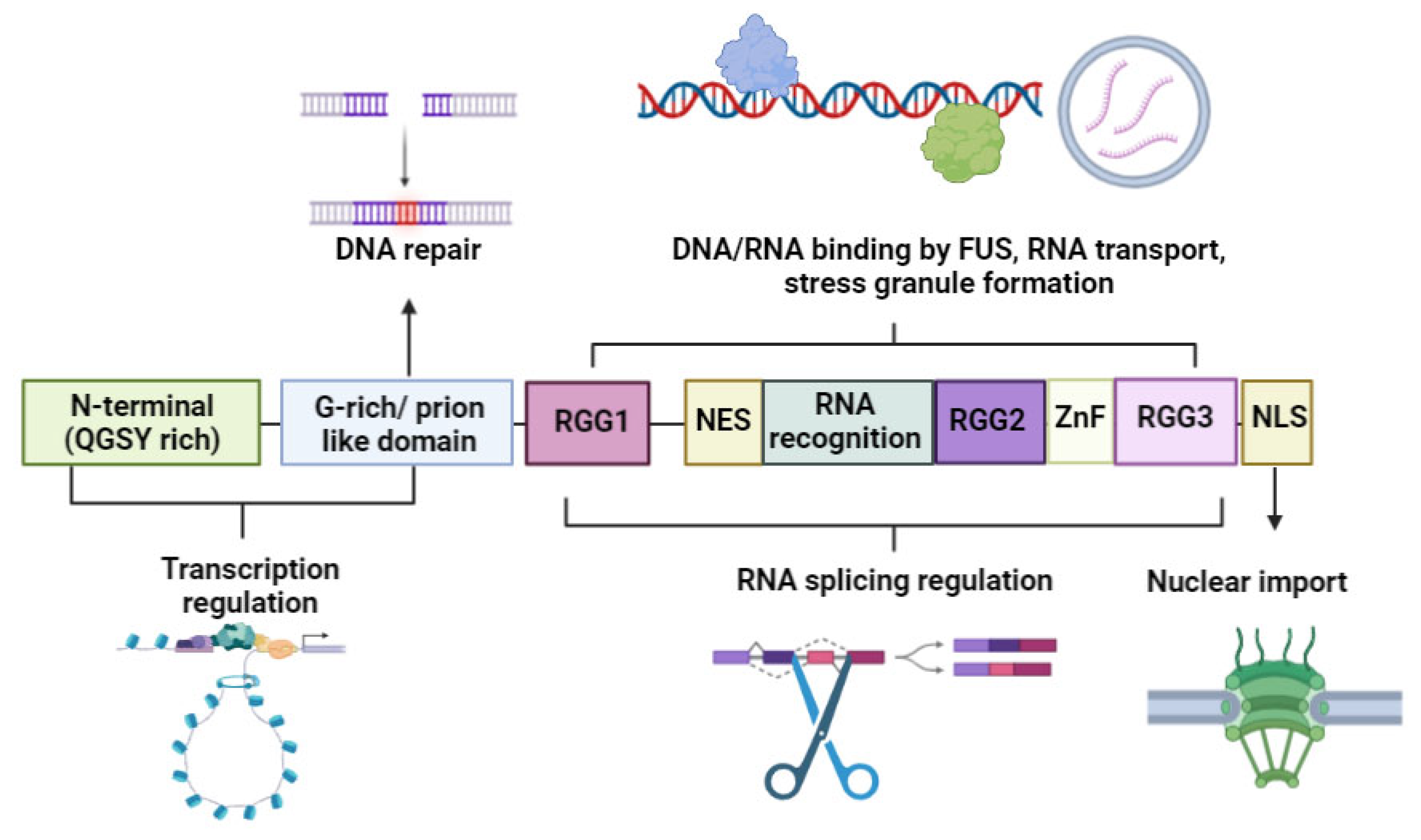 Cells 12 01948 g004 Cells 12 01948 g004