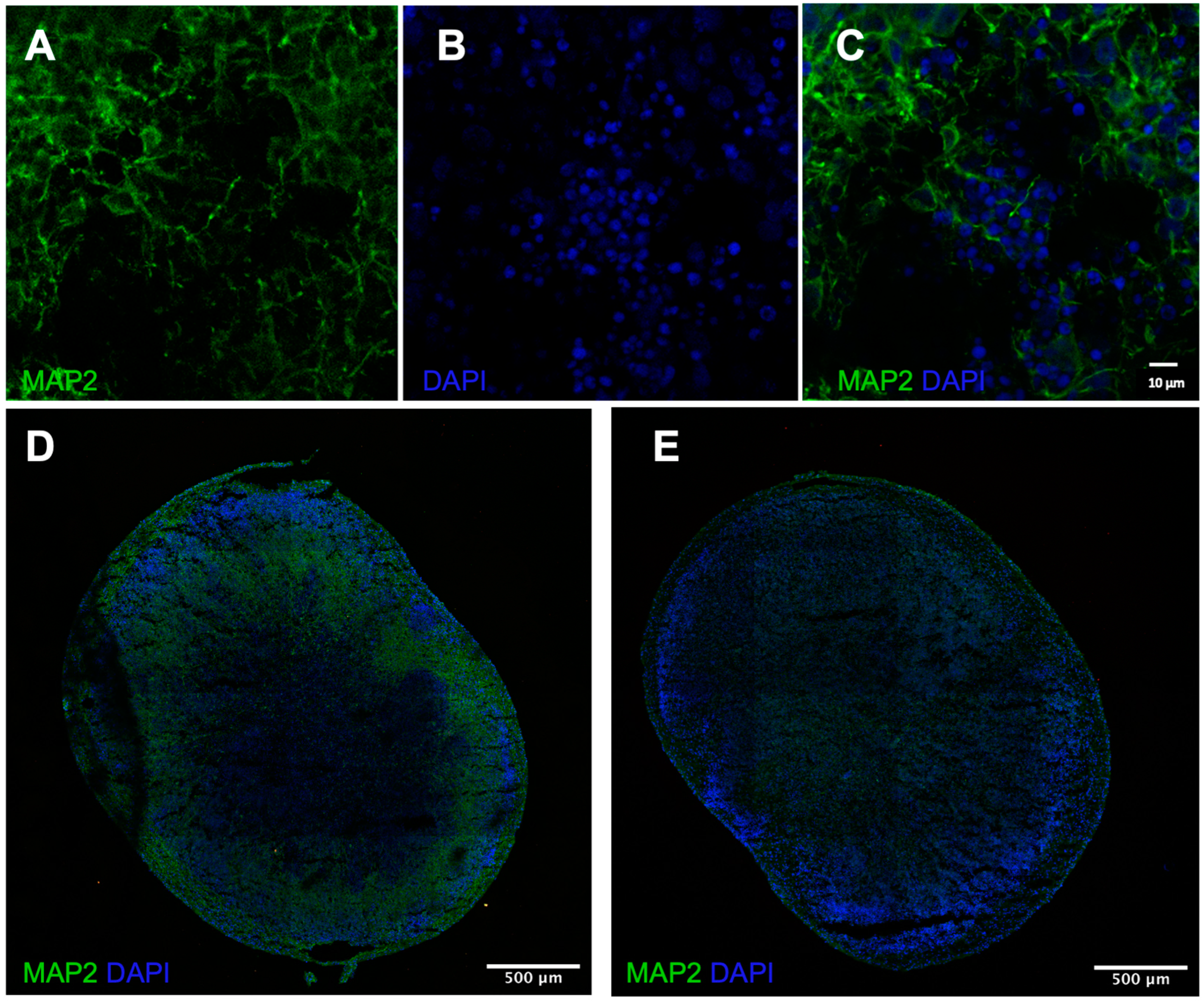 Cells 12 01949 g001 Cells 12 01949 g001