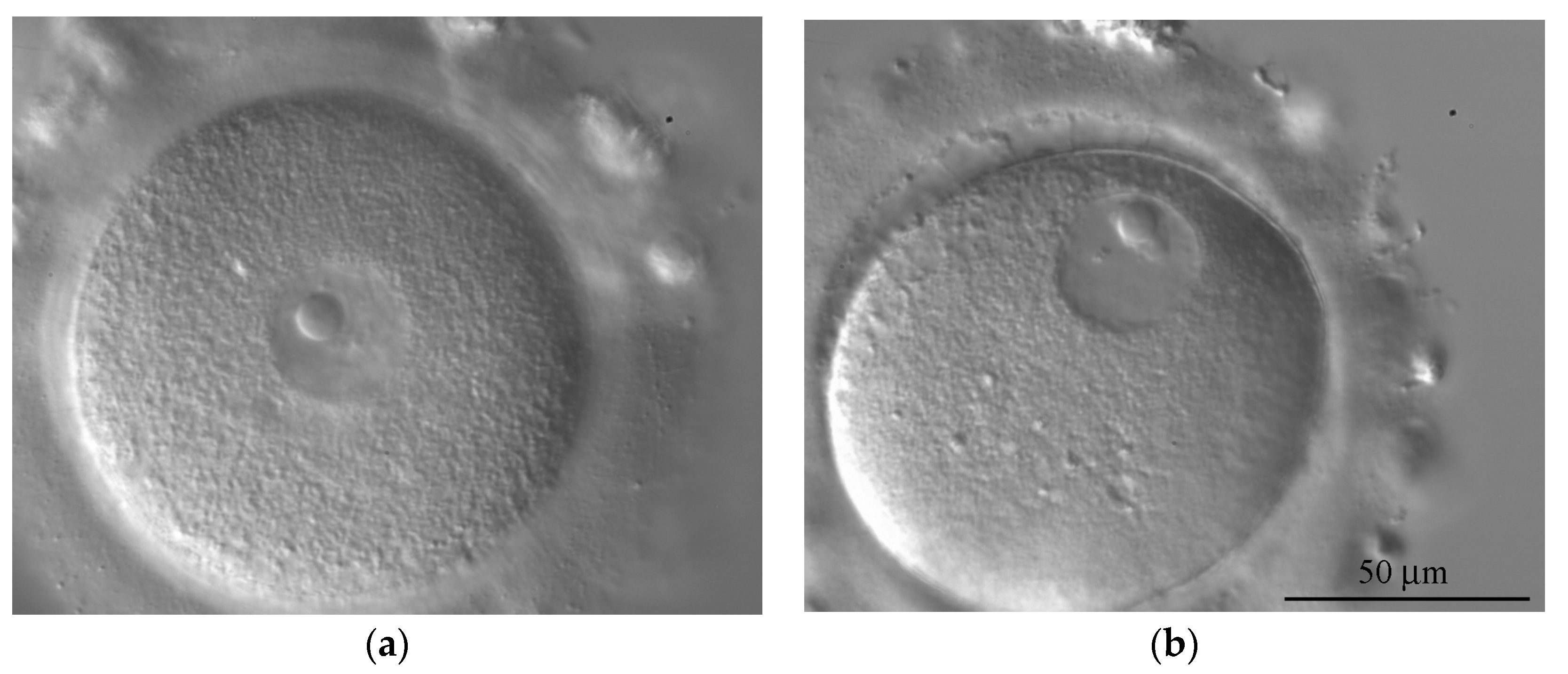 Cells 12 01976 g002