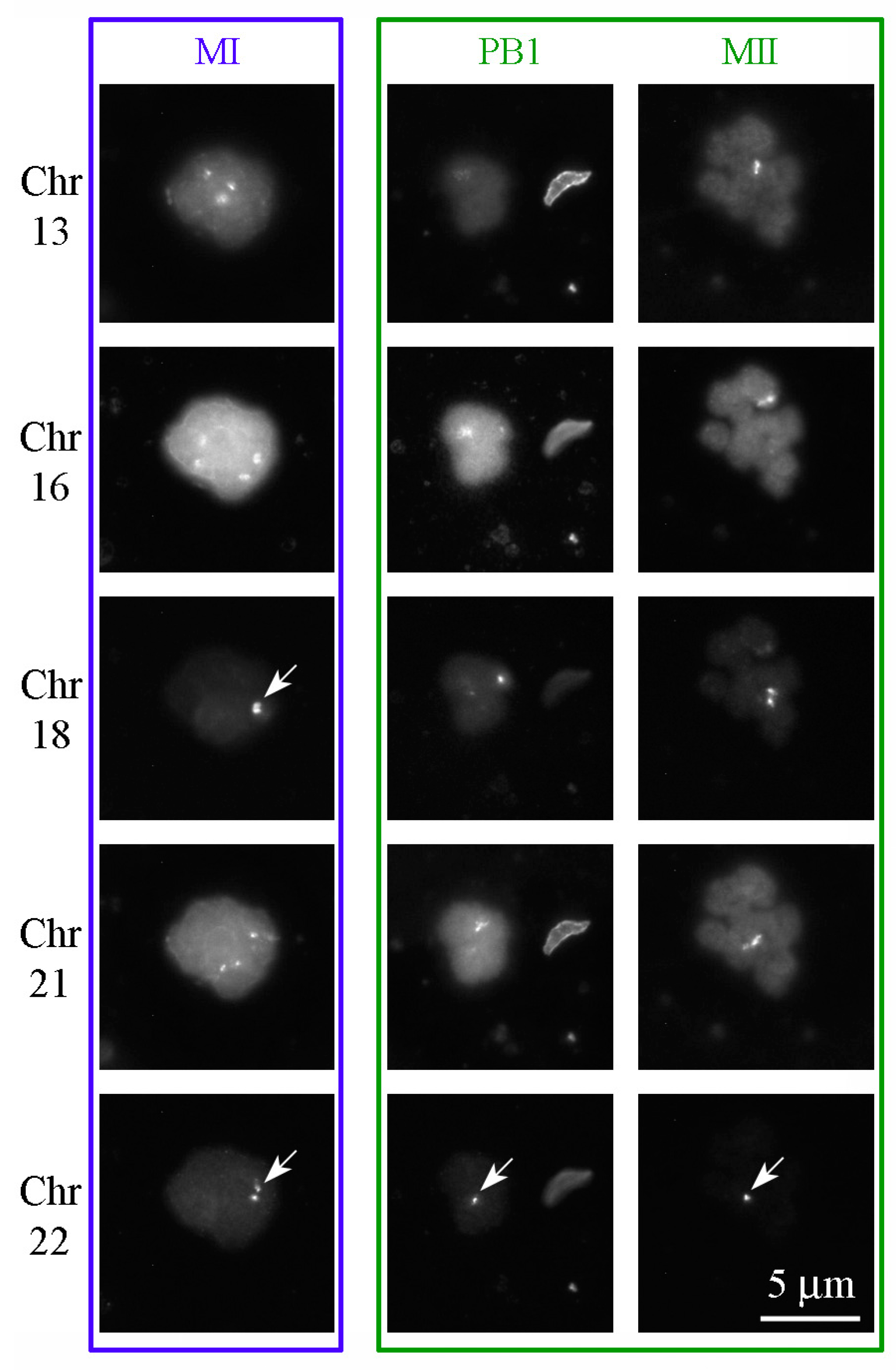 Cells 12 01976 g009