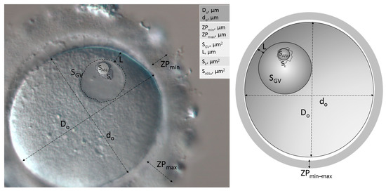 Cells 12 01976 g0a1