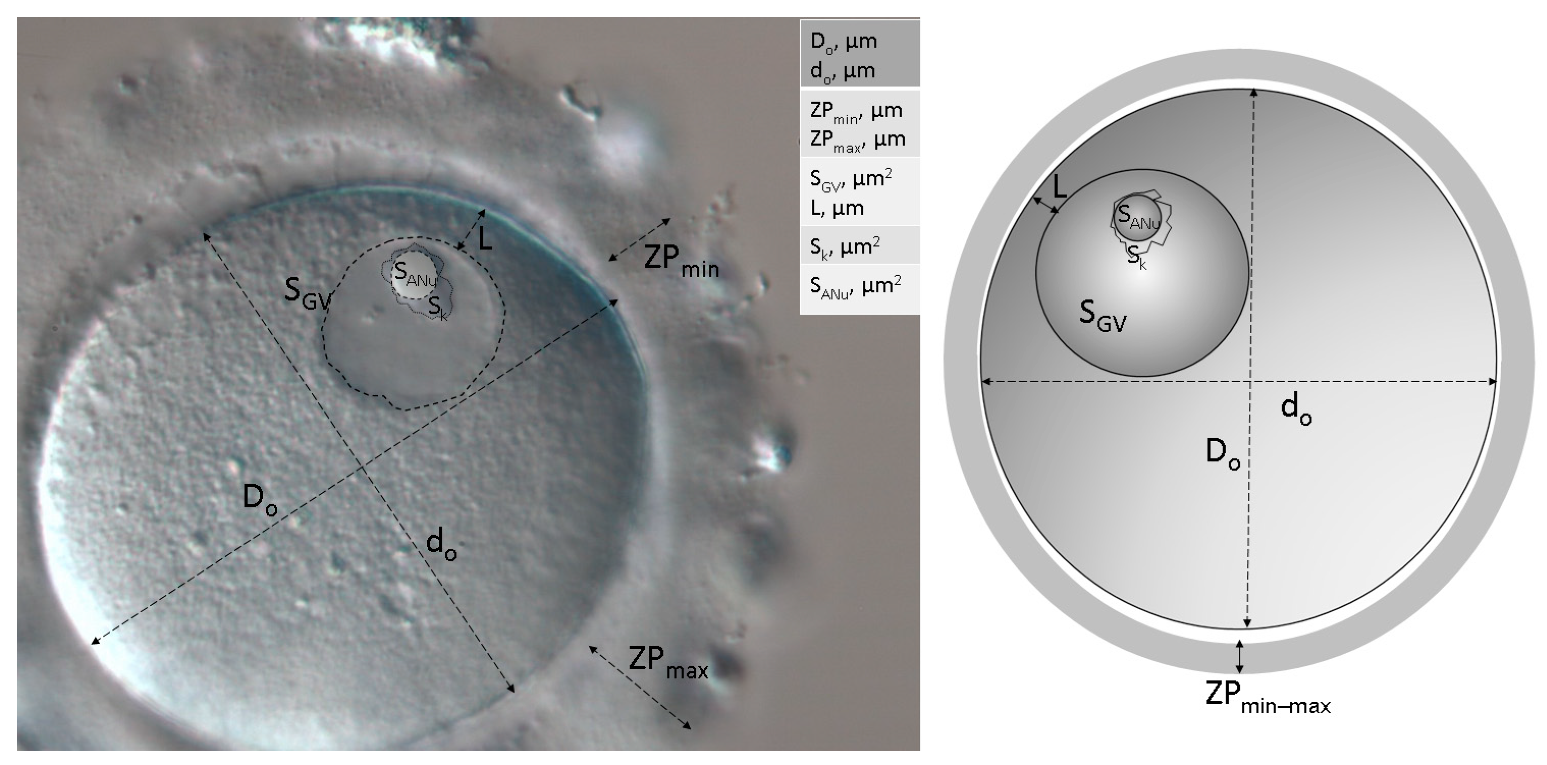 Cells 12 01976 g0a1