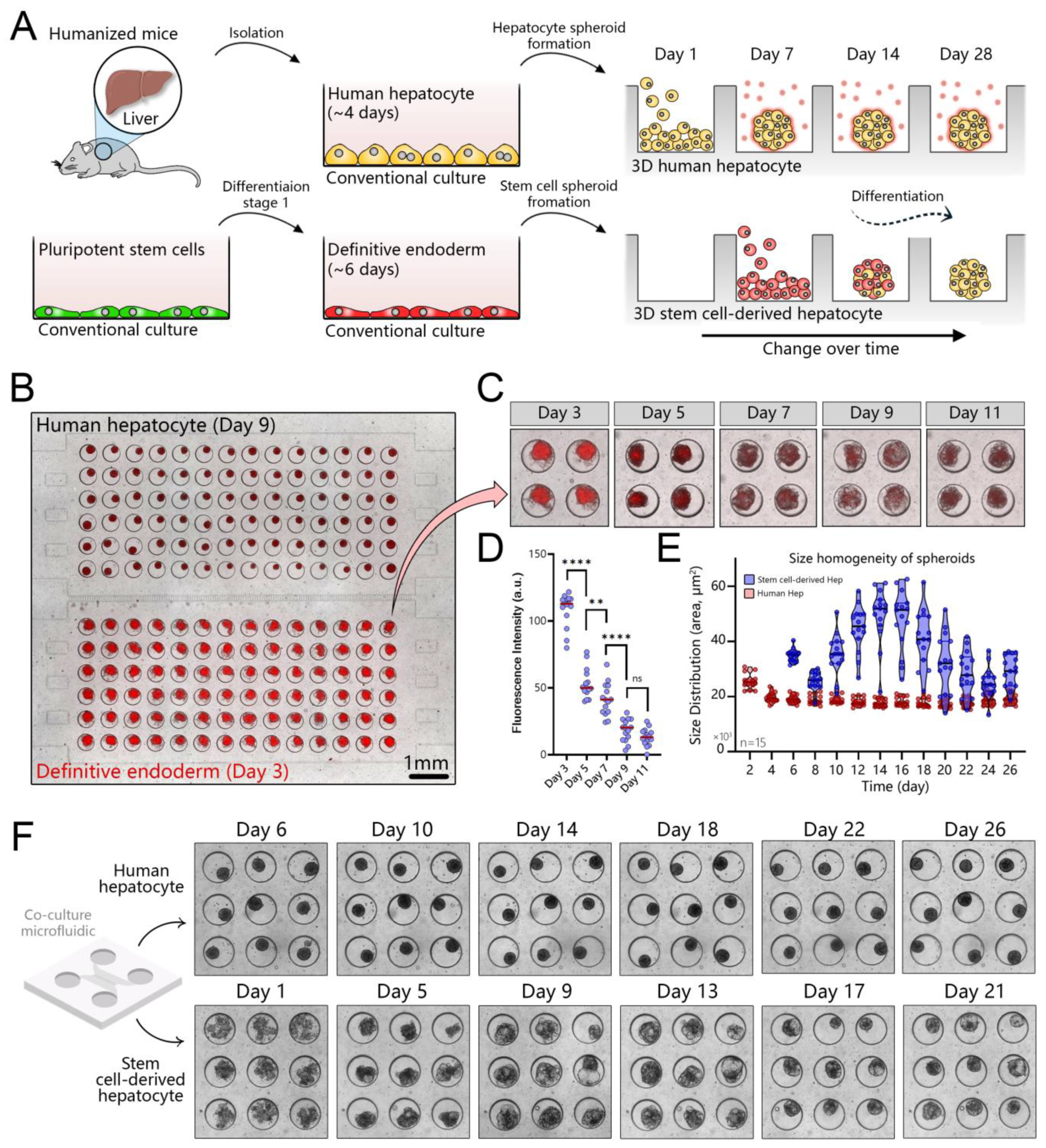 Cells 12 01982 g005