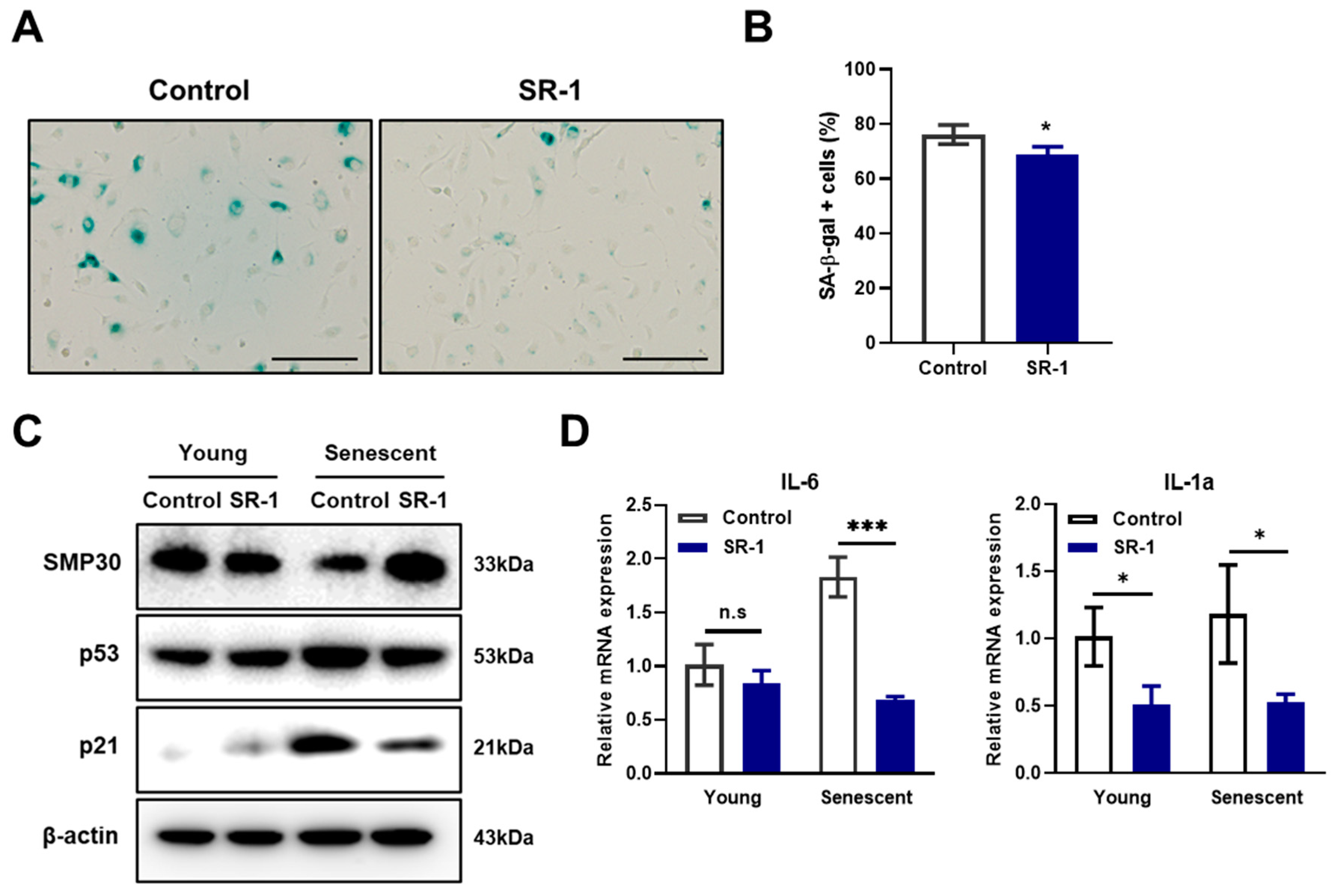 Cells 12 02005 g003 Cells 12 02005 g003