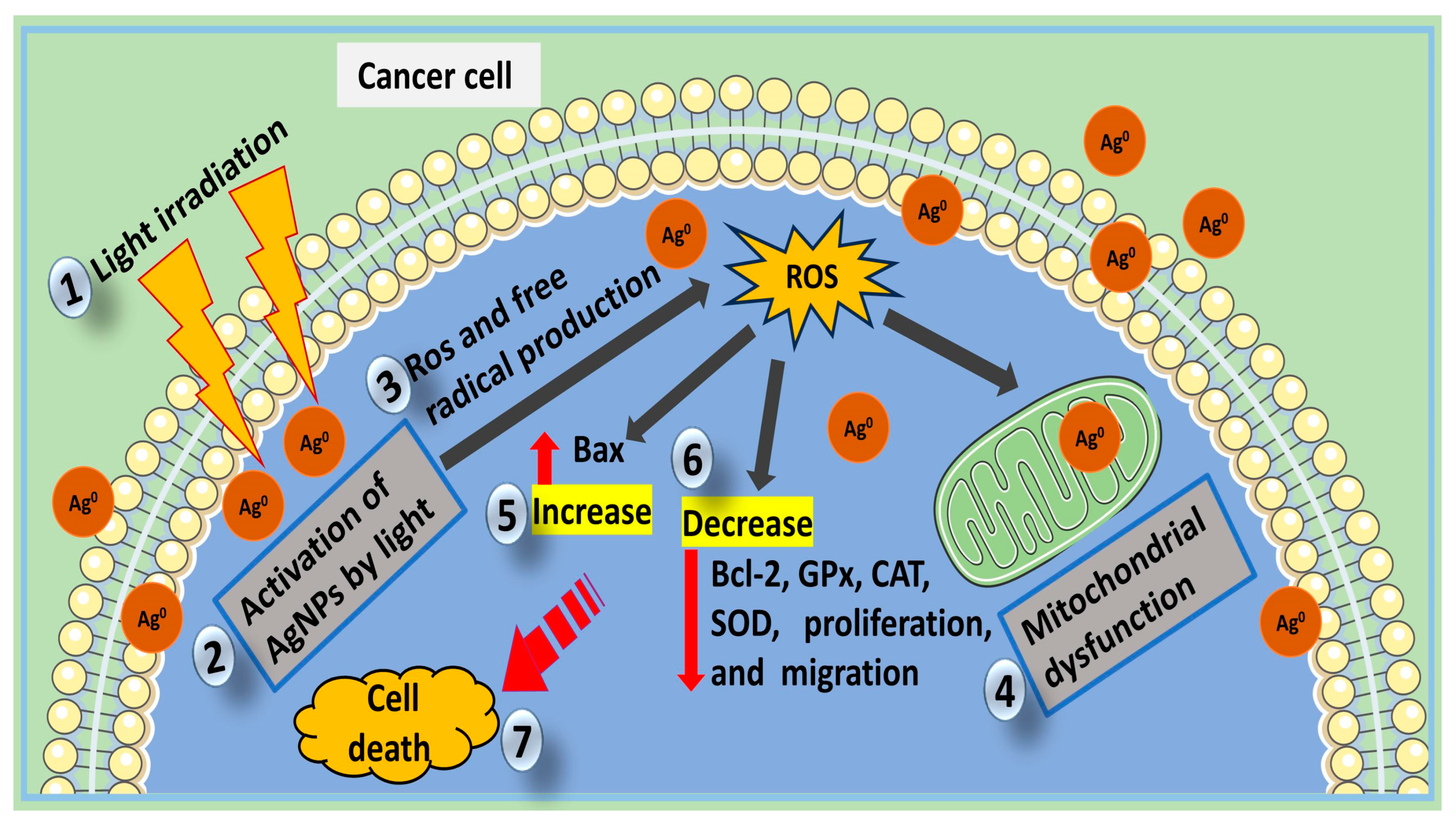 Cells 12 02012 g003 Cells 12 02012 g003