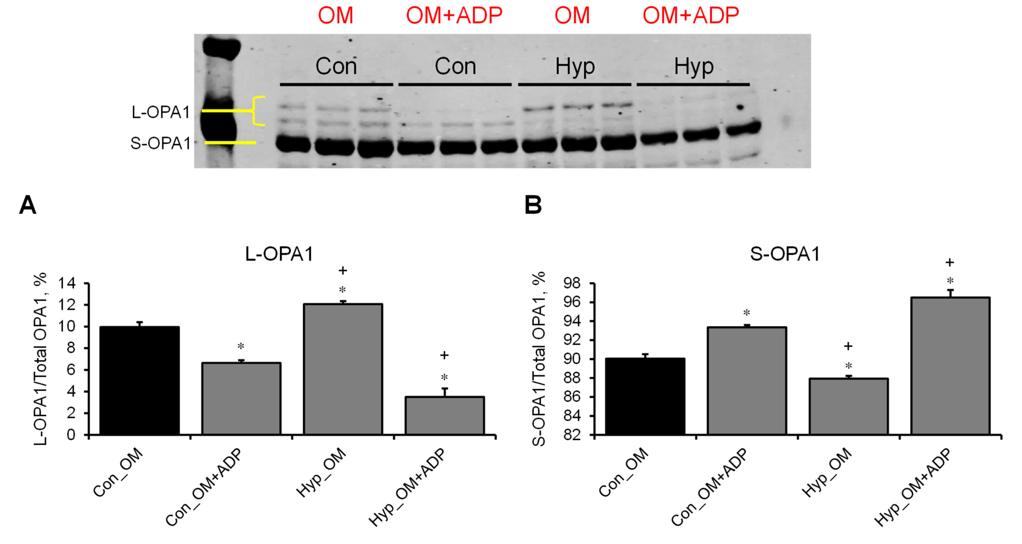 Cells 12 02017 g006 Cells 12 02017 g006