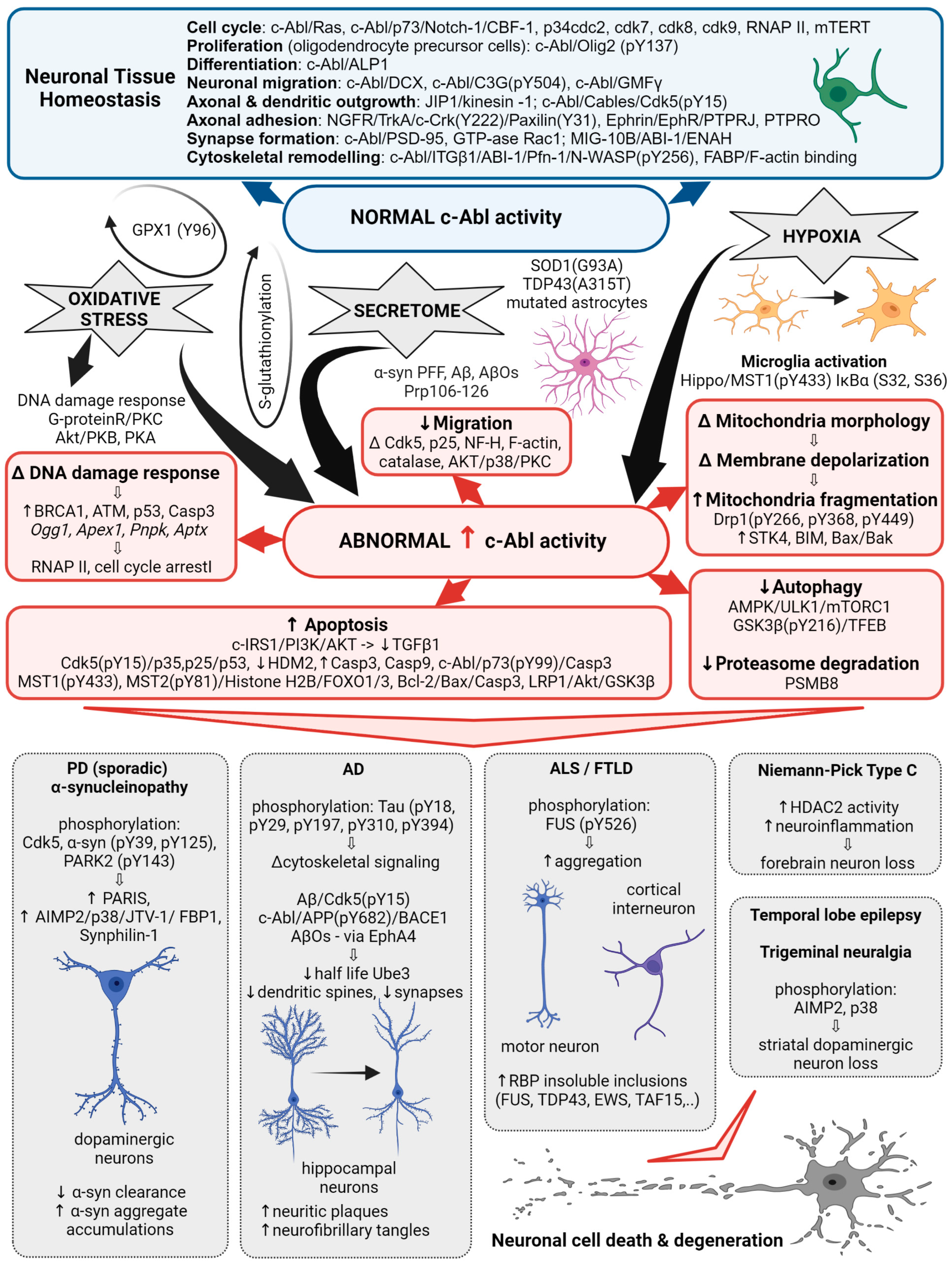 The Role of c-Abl Tyrosine Kinase in Brain and Its Pathologies | MDPI