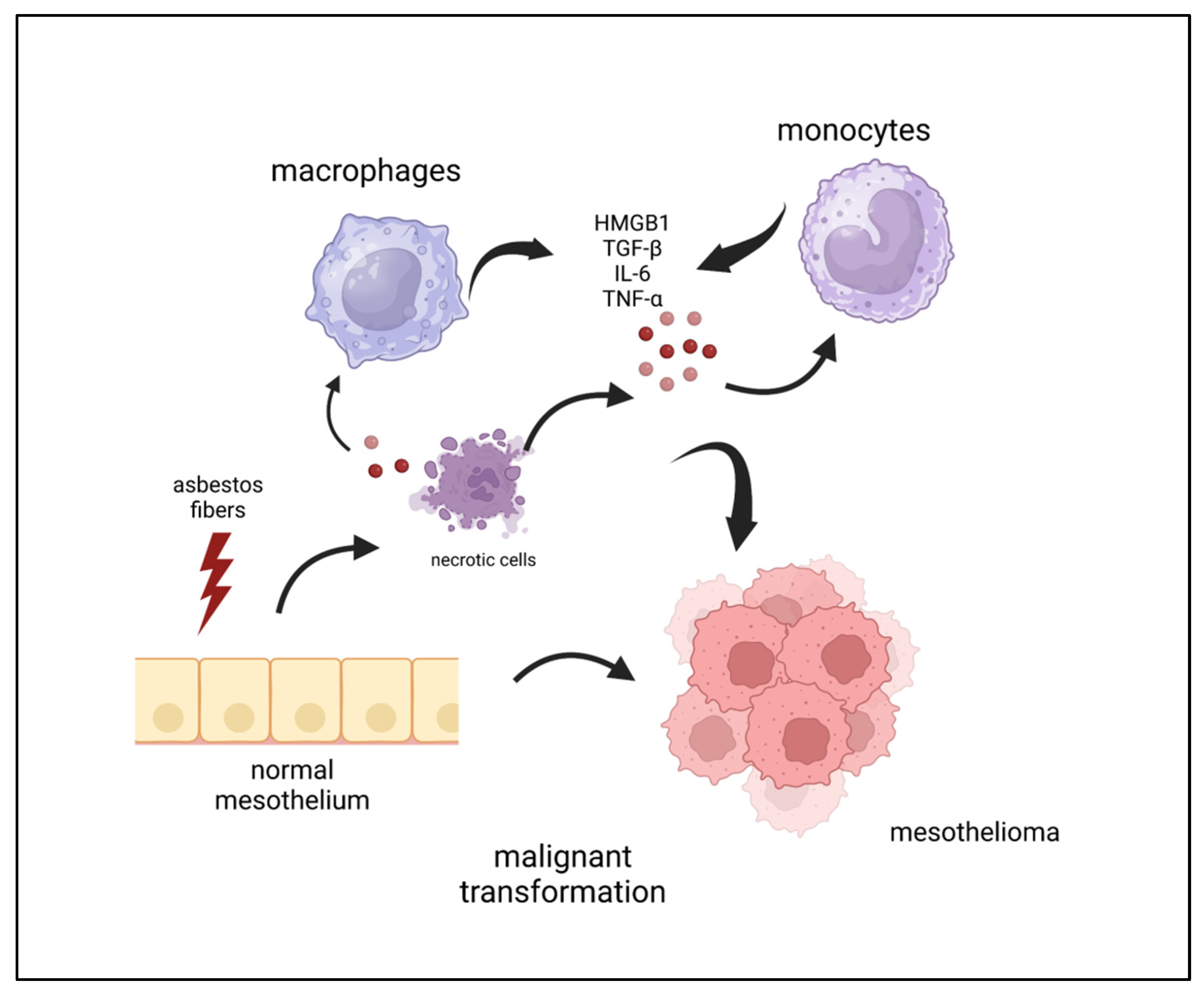 Cells 12 02048 g001 Cells 12 02048 g001