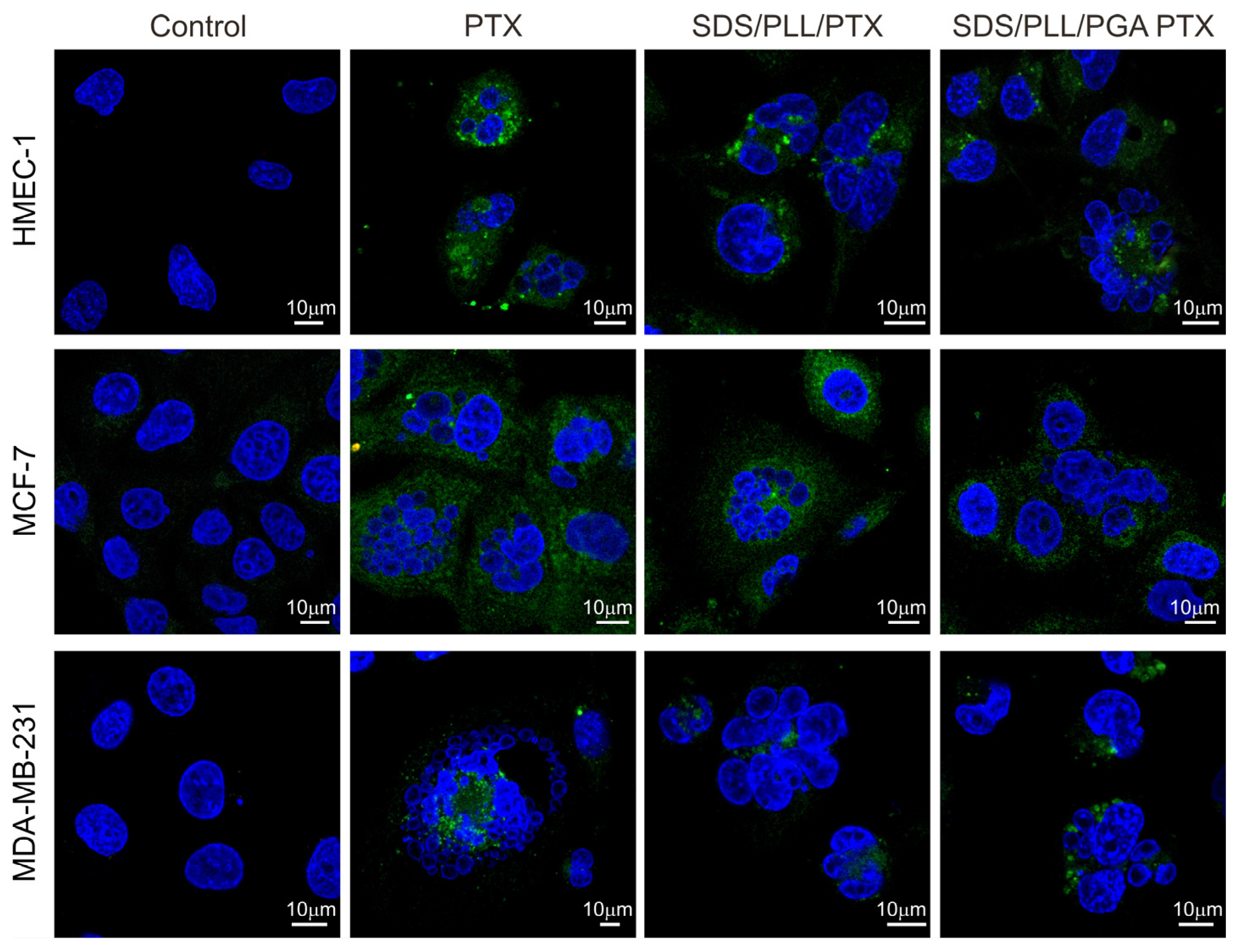 Cells 12 02052 g006 Cells 12 02052 g006