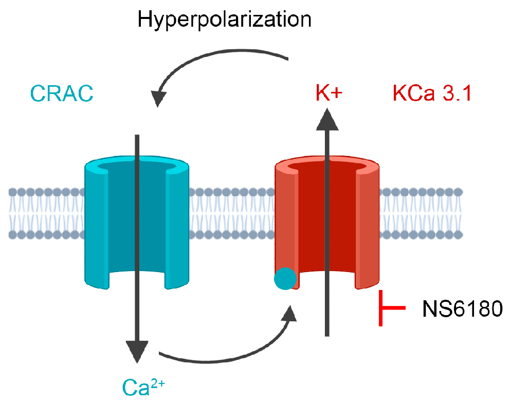Cells 12 02065 g001 Cells 12 02065 g001