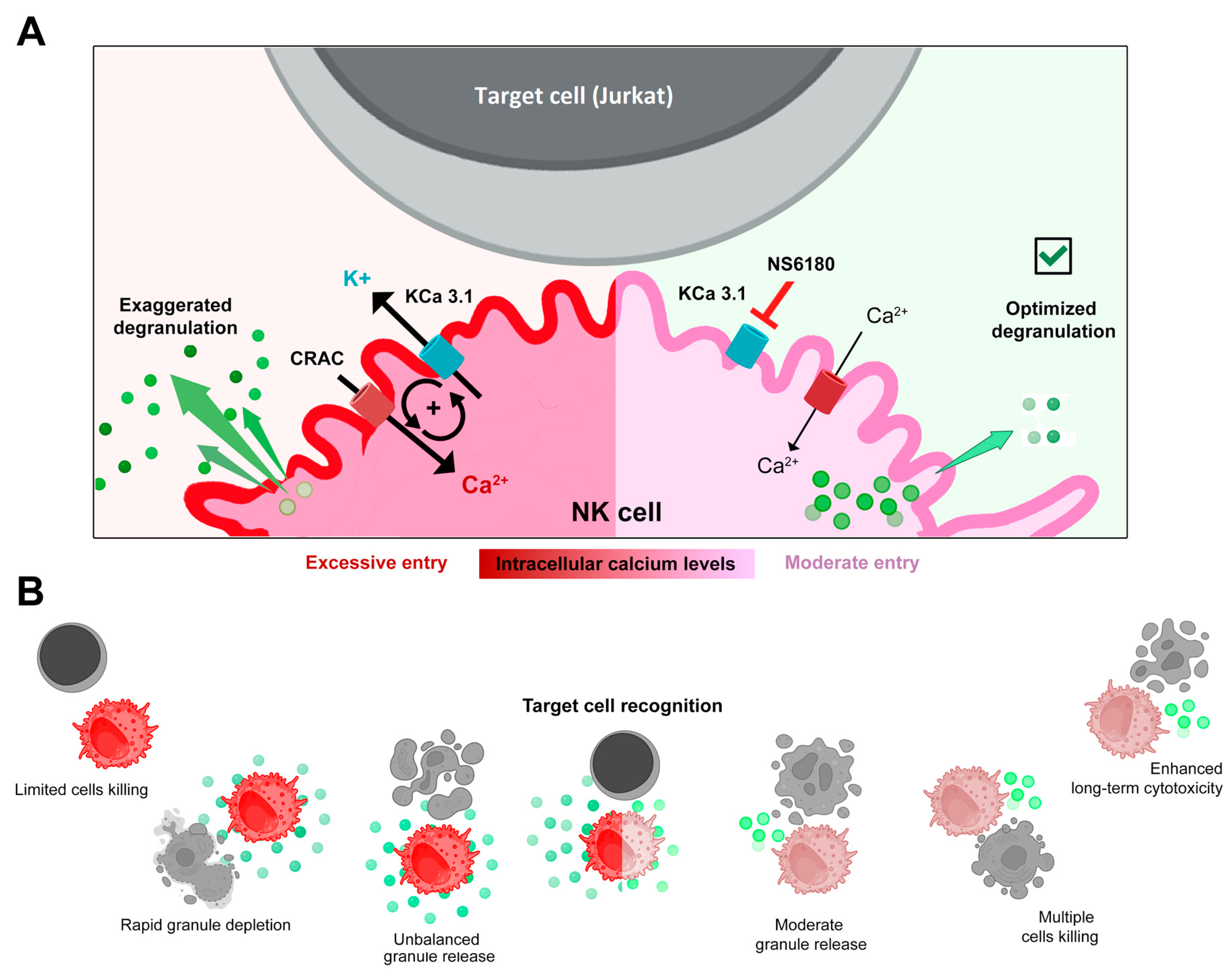 Cells 12 02065 g007 Cells 12 02065 g007