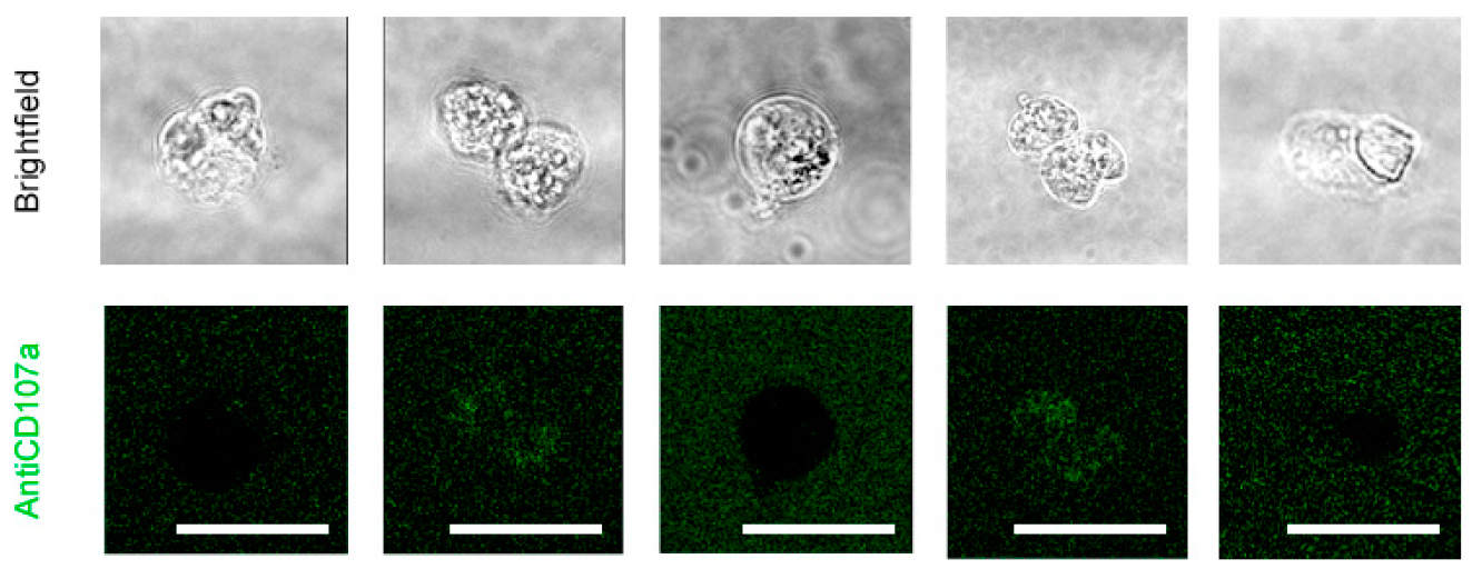 Cells 12 02065 g0a4 Cells 12 02065 g0a4