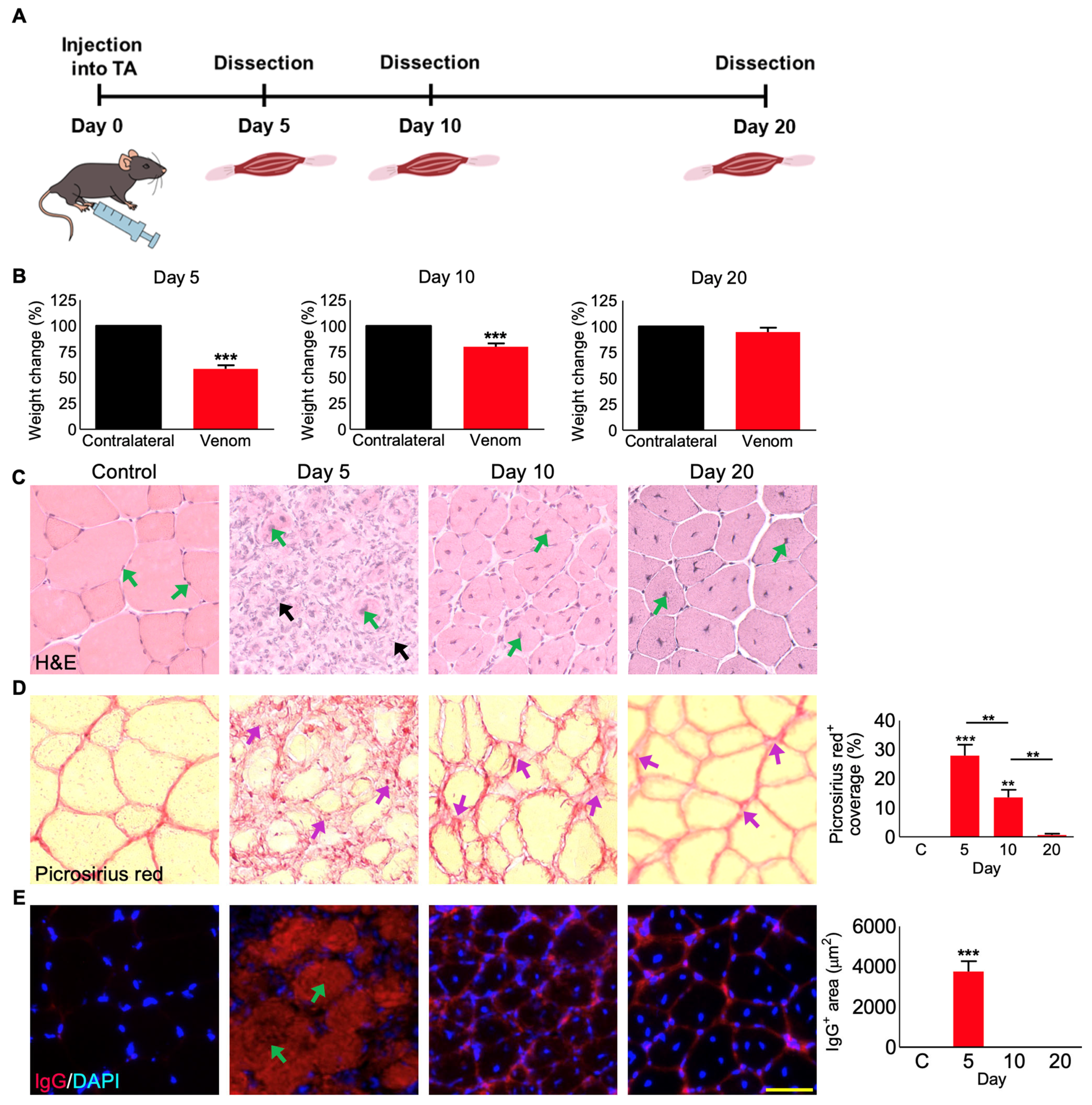 Cells 12 02074 g004 Cells 12 02074 g004