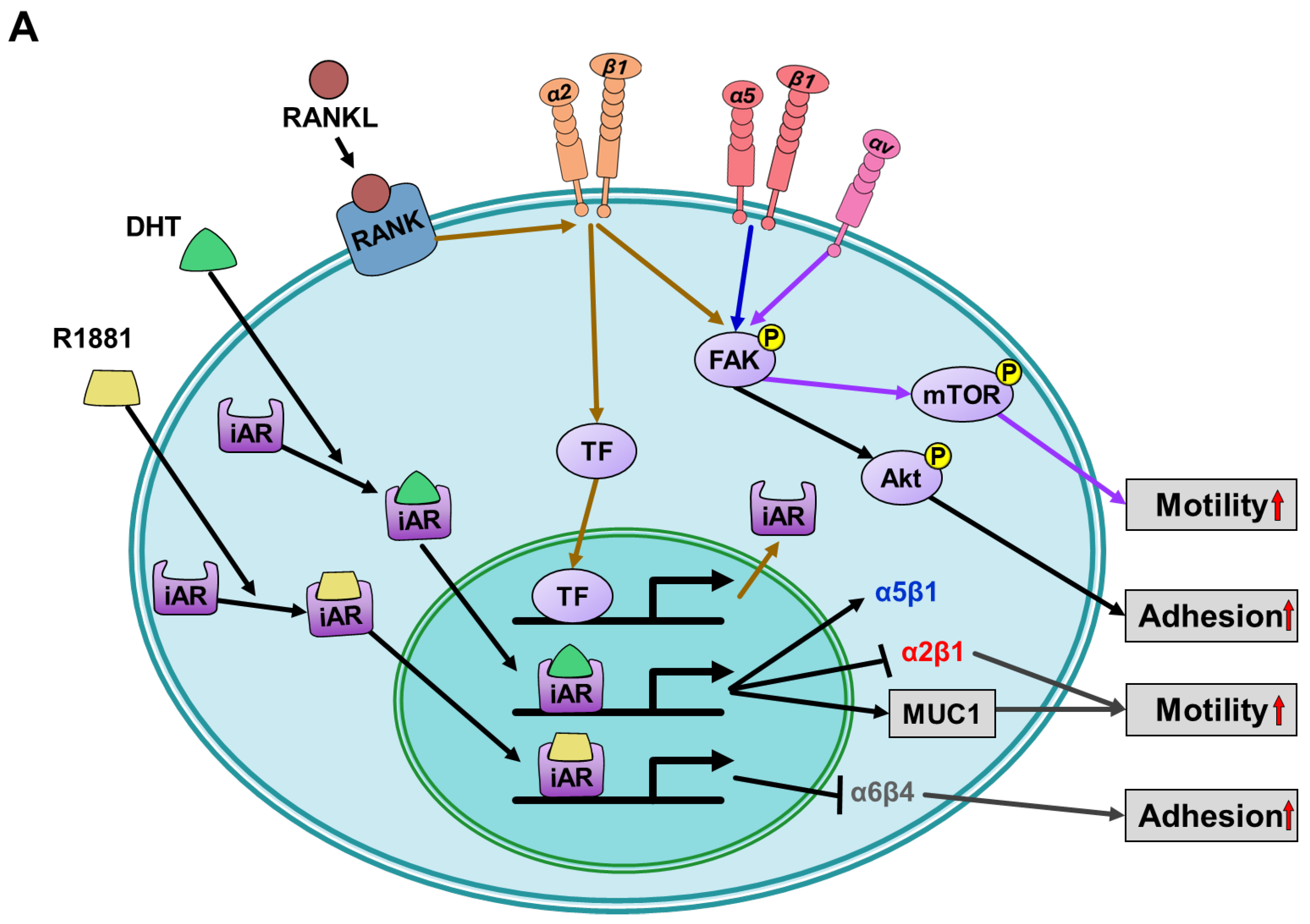 Cells 12 02126 g003a