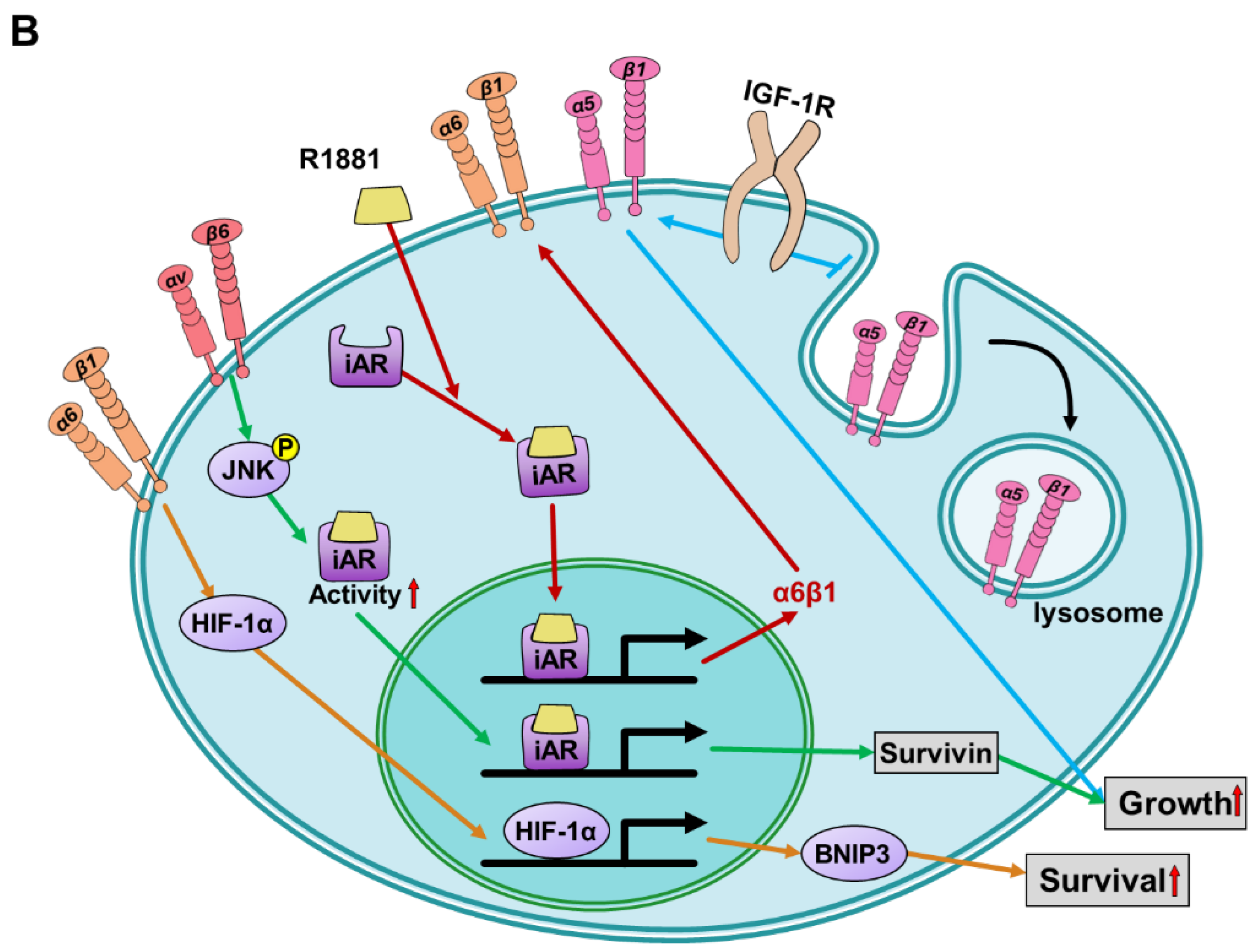 Cells 12 02126 g003b