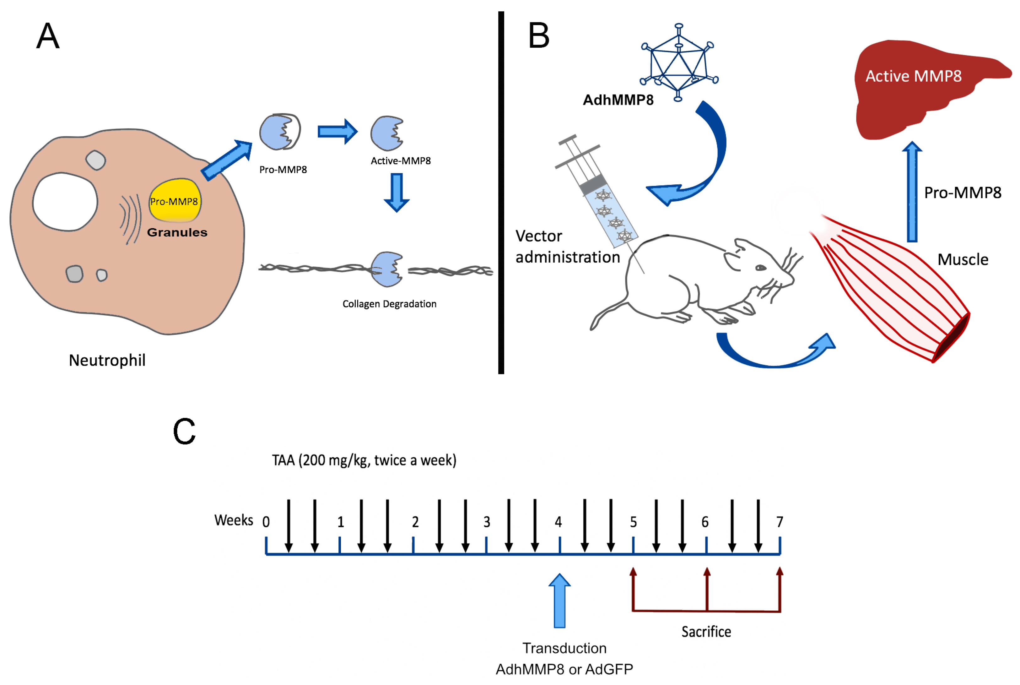 Cells 12 02127 g001 Cells 12 02127 g001