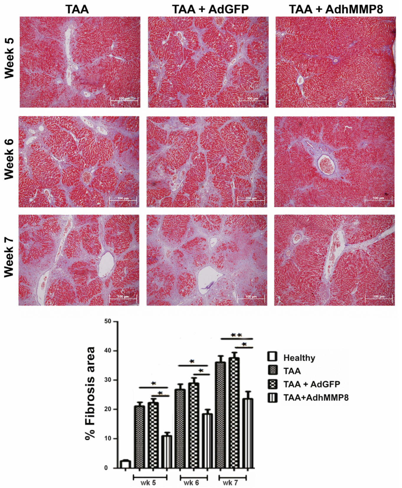 Cells 12 02127 g003 Cells 12 02127 g003