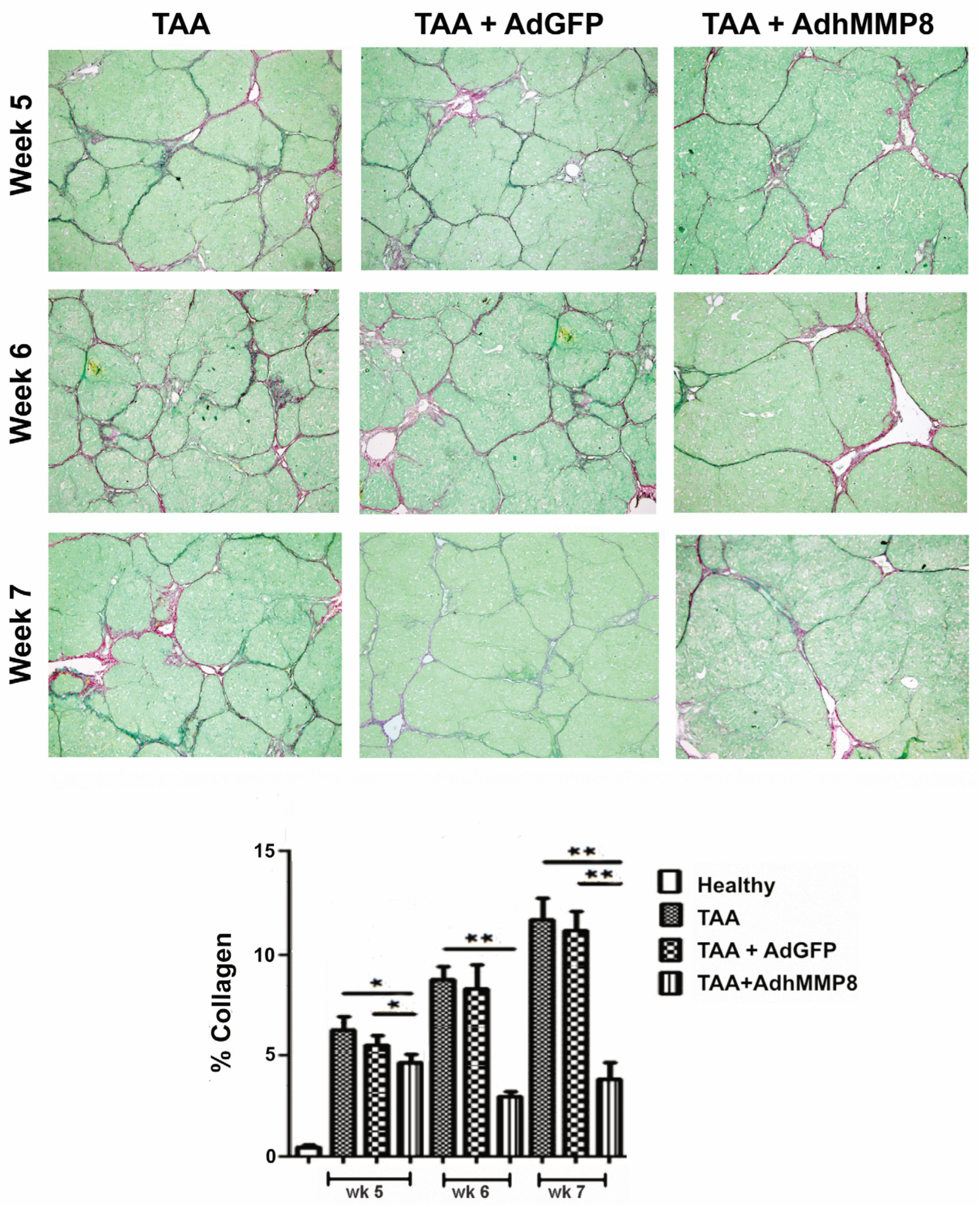 Cells 12 02127 g004 Cells 12 02127 g004