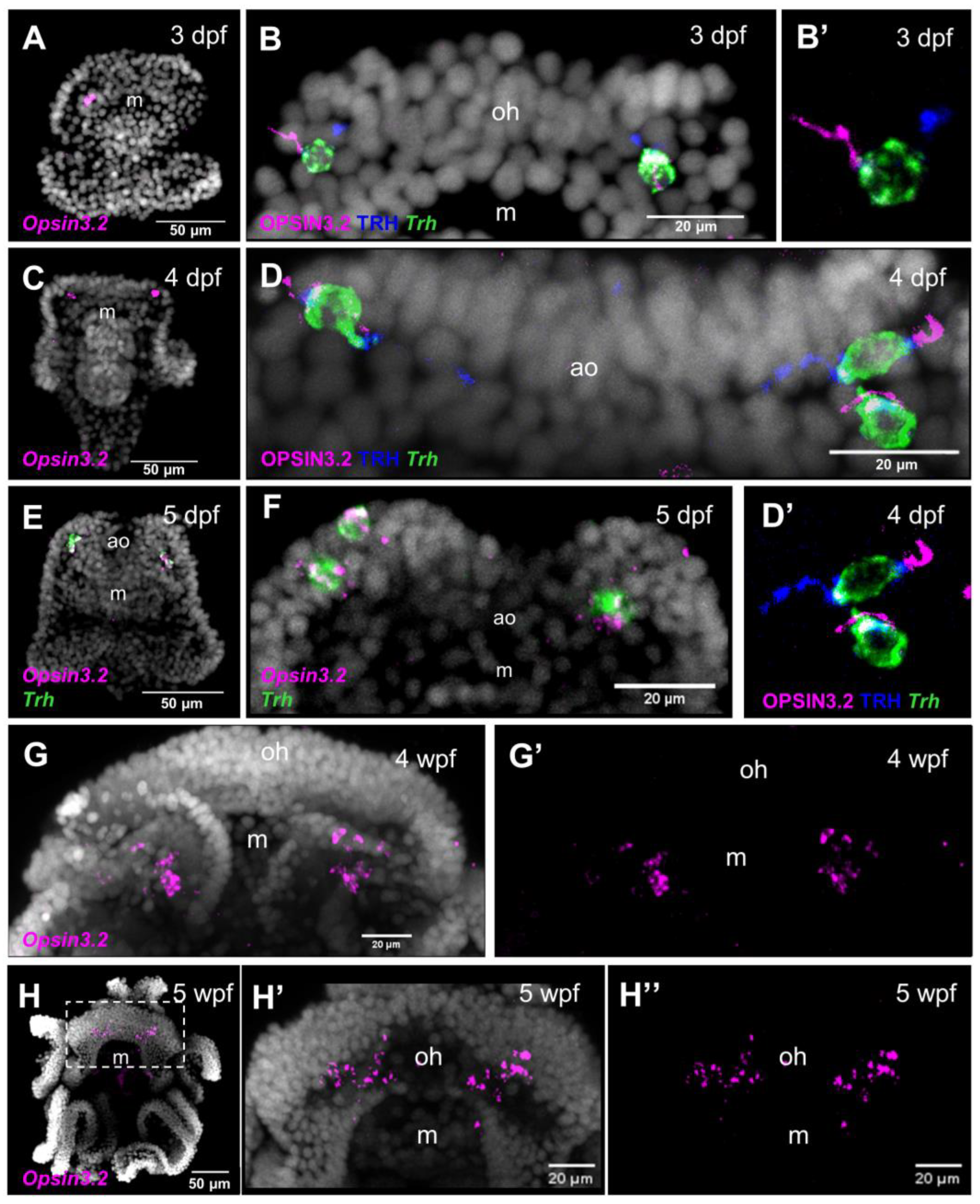 Cells 12 02134 g001 Cells 12 02134 g001