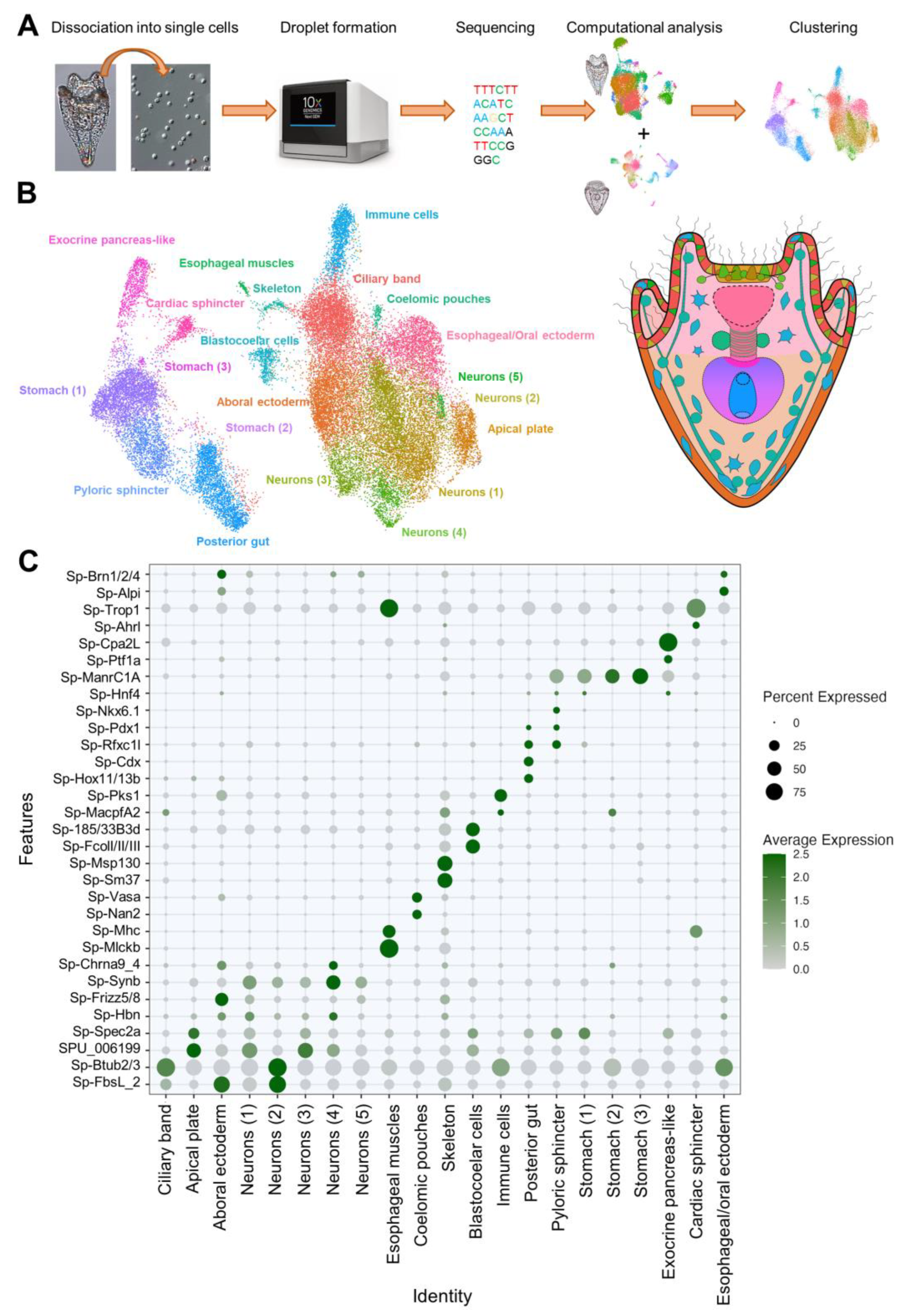Cells 12 02134 g002 Cells 12 02134 g002