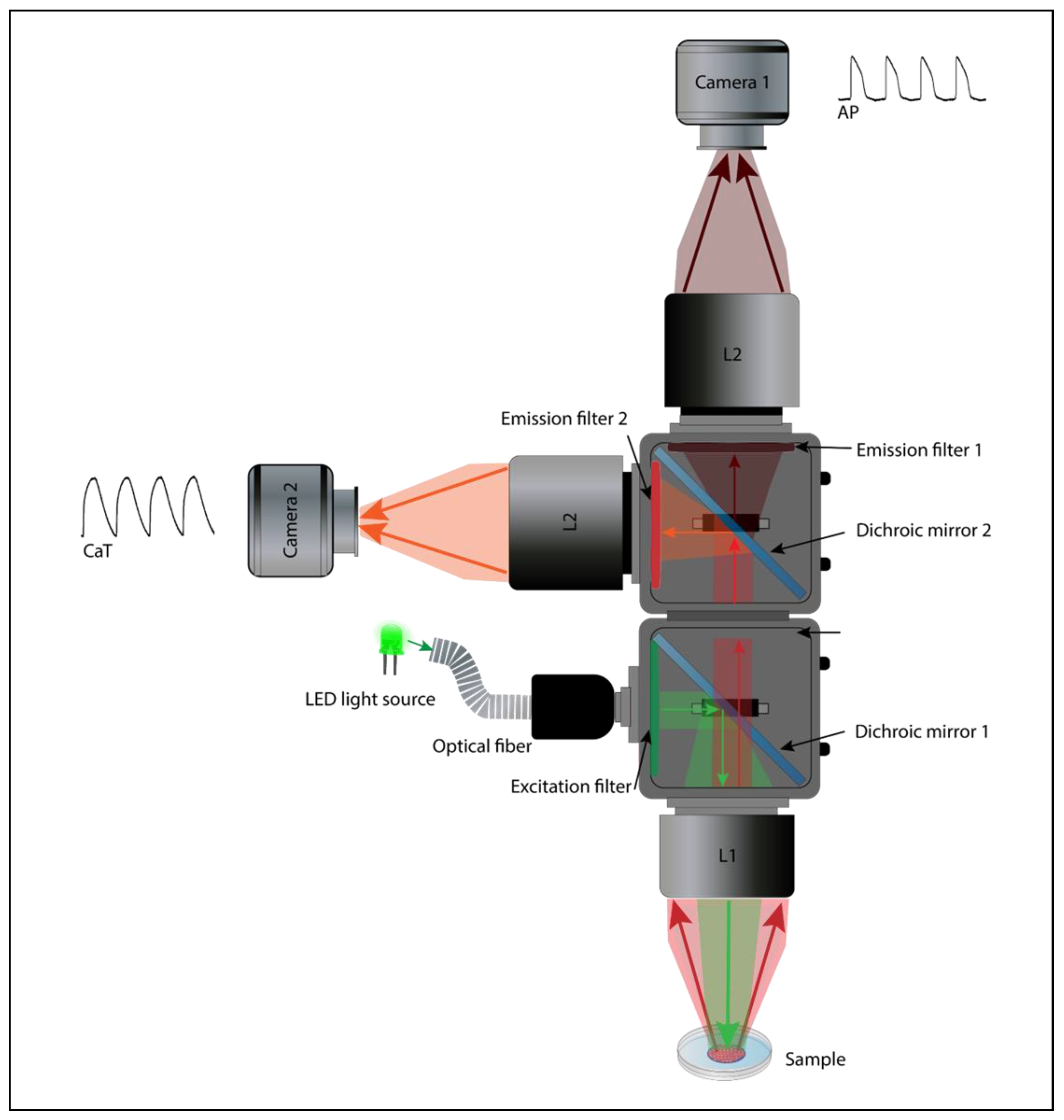 Cells 12 02168 g005 Cells 12 02168 g005