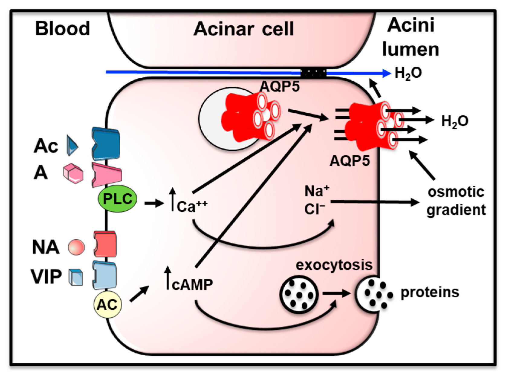 Cells 12 02170 g001 Cells 12 02170 g001