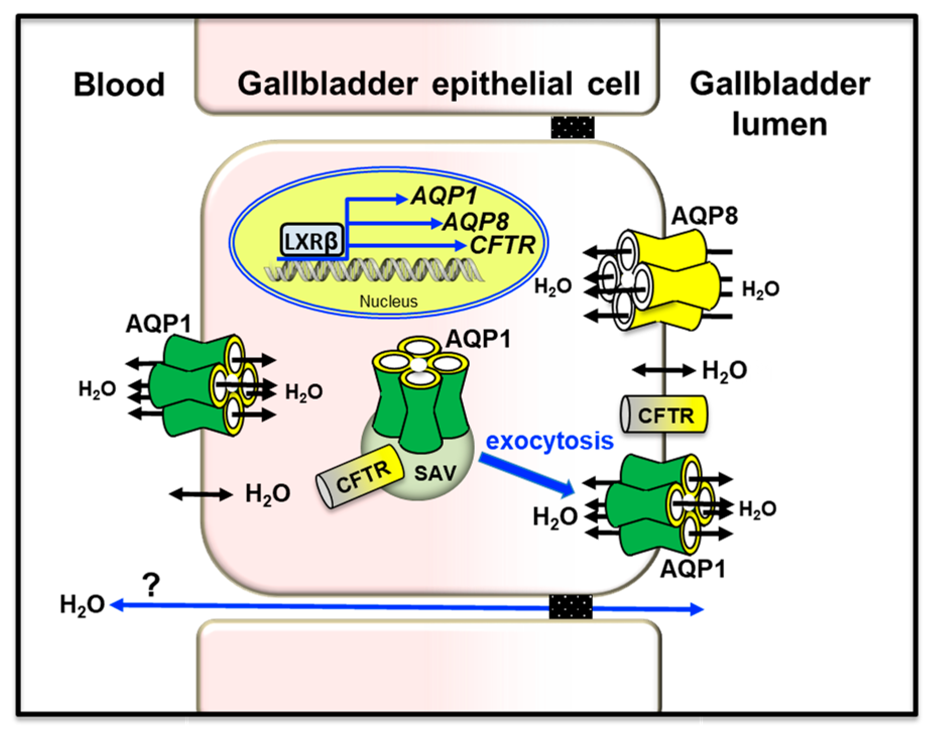Cells 12 02170 g004 Cells 12 02170 g004