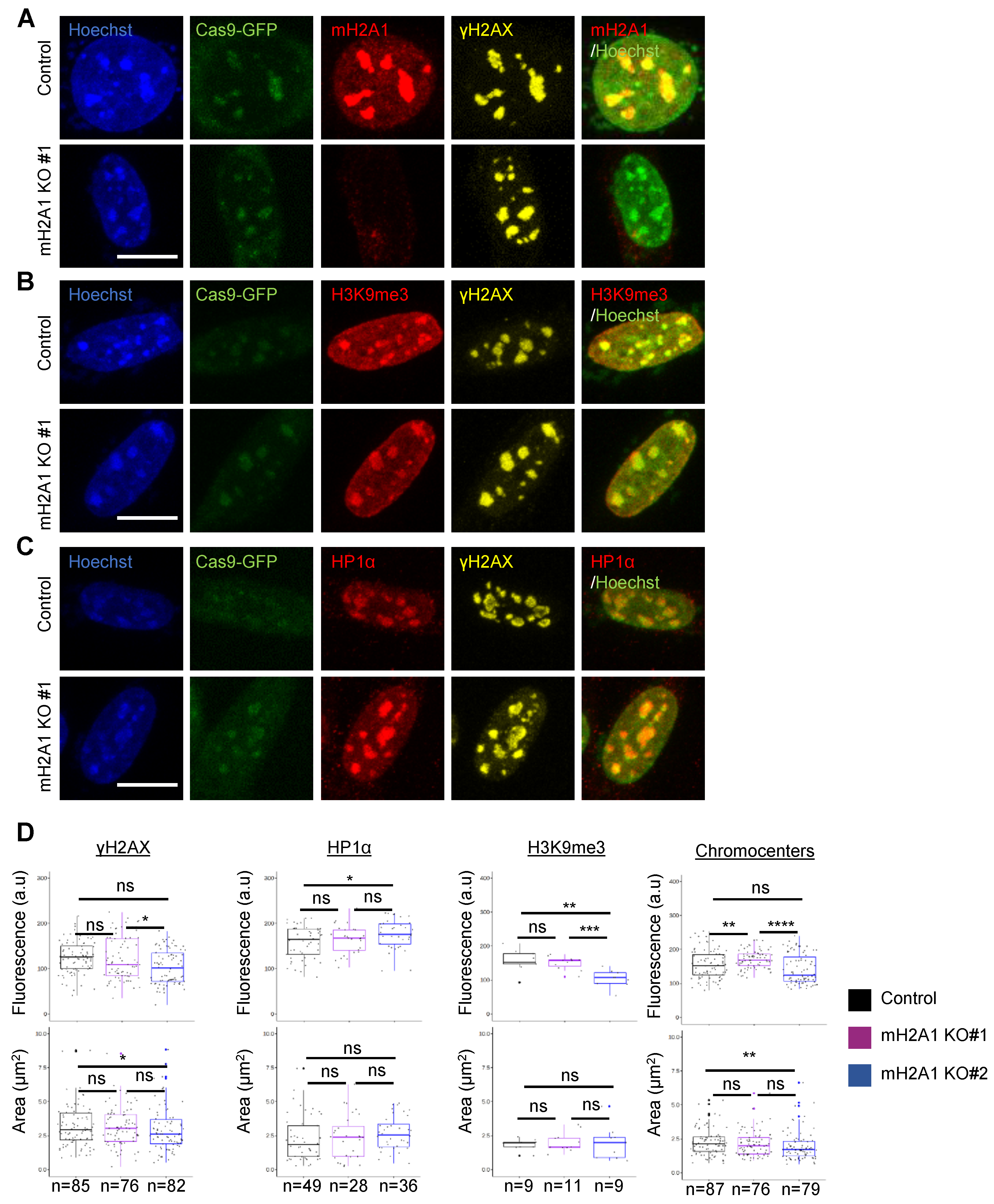 Cells 12 02175 g005 Cells 12 02175 g005